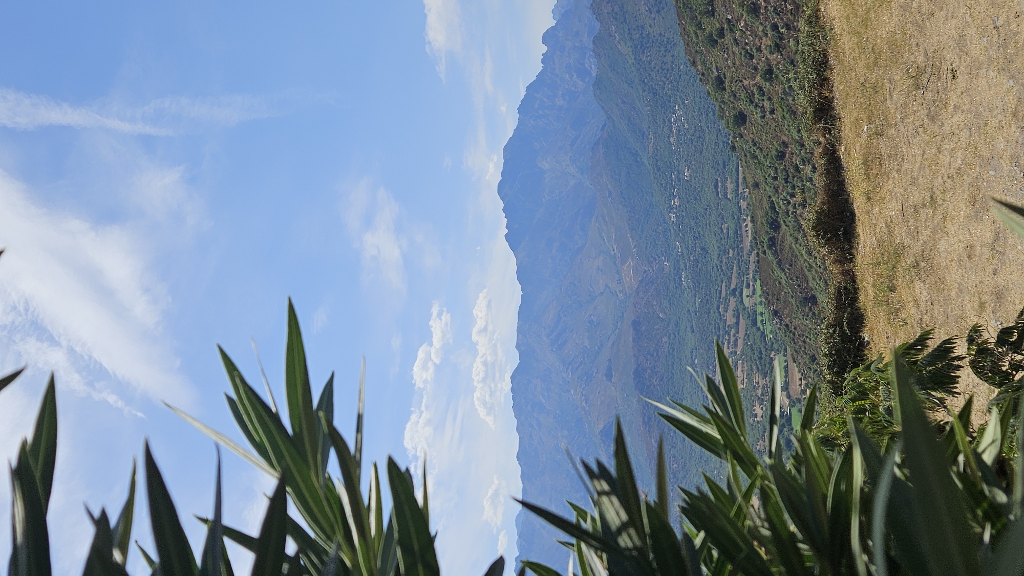 An eye-level, medium shot captures a scenic view of a mountainous landscape from an elevated vantage point, likely in Sant'Antonino, France. In the foreground, the lush green foliage of a plant partially obscures the lower left and upper left portions of the frame. The plant's leaves are long, pointed, and dark green, with some catching the sunlight and appearing lighter.
Beyond the foreground foliage, the scene opens up to a vast valley dotted with scattered buildings, suggesting a rural or small town setting. The valley floor is a patchwork of green fields and darker patches of trees and vegetation. The terrain slopes upwards from the valley towards the background, where a prominent mountain range dominates the horizon. The mountains are layered, with a distant, prominent peak forming the backdrop. The texture of the mountains suggests a rocky, arid terrain, with some areas appearing covered in sparse vegetation.
The sky above is a vibrant, clear blue, interrupted by scattered white clouds. Some of the clouds are wispy and stretched, possibly indicating wind or contrails. The sunlight suggests it is daytime, likely a clear and sunny day. The overall impression is one of natural beauty and tranquility.
