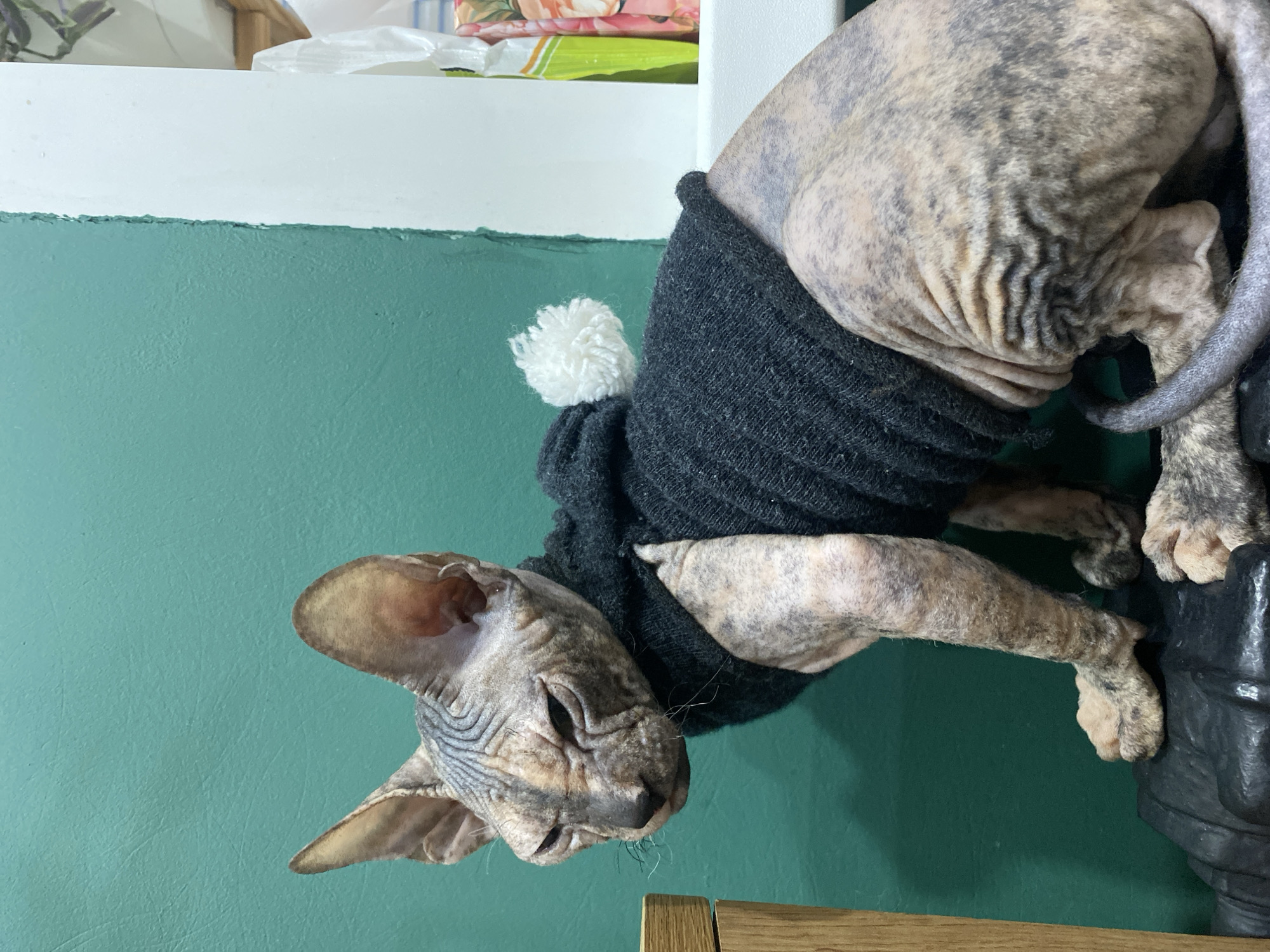 The image shows a hairless cat wearing a dark knitted sweater with a white pom-pom. The cat is positioned near a green wall. Its head is angled downwards towards the left side of the image. The cat's body curves upwards to the right, and its tail is curled around towards its back. A small section of a wooden surface is visible at the bottom of the image, and above the green wall, there is a white surface with a floral patterned object on top of it. There is nothing in the image to suggest its location as Kazan, Russia.