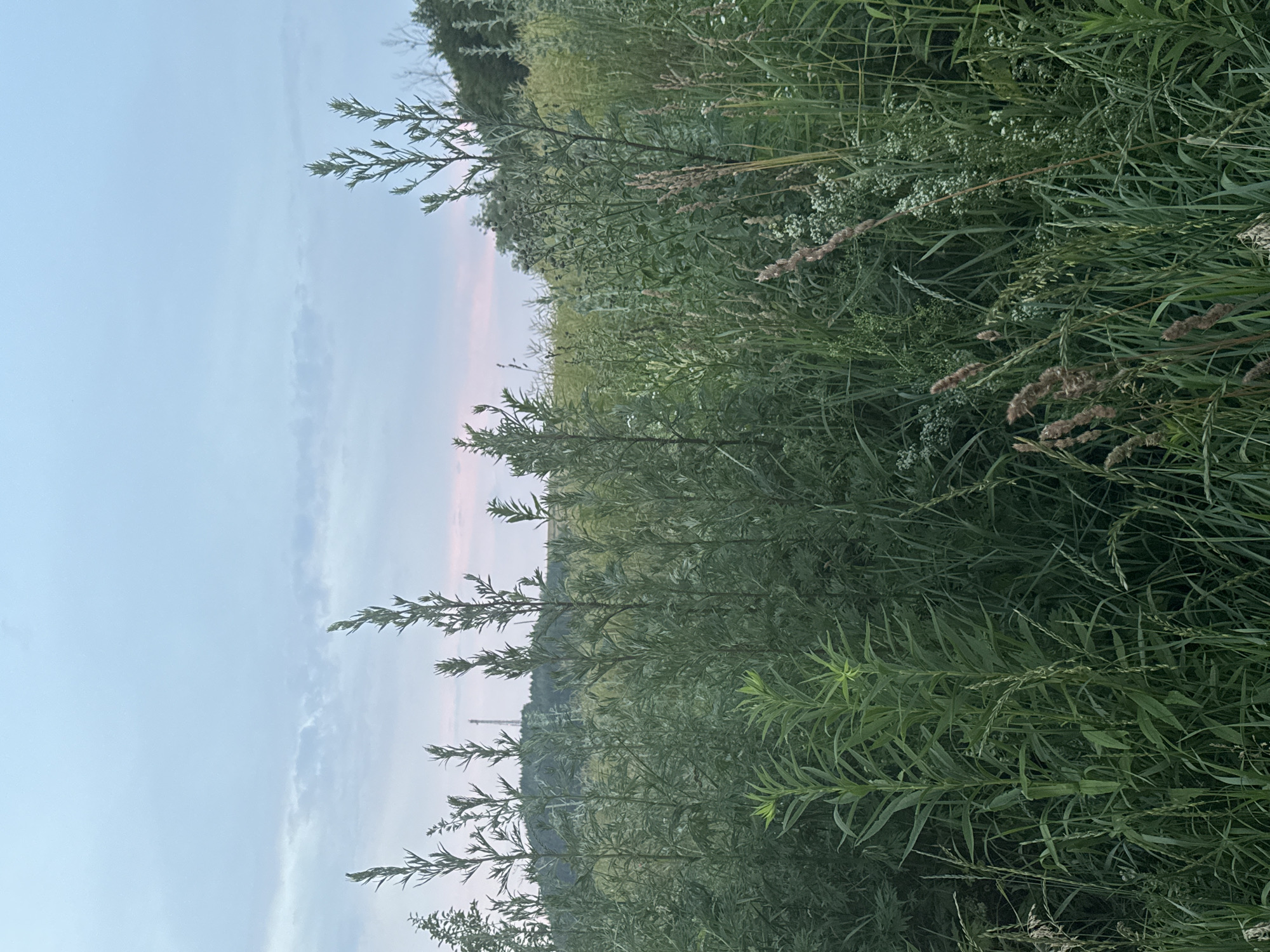 This image depicts a natural scene in the city of Pavliv, Ukraine, likely during twilight. The foreground is dominated by tall, lush green vegetation, including various grasses and wildflowers. The plants are dense and create a natural barrier, obscuring any distant views of the ground level.
In the mid-ground, more vegetation continues, with some plants appearing taller and more slender, reaching towards the sky. A few slender, lighter-colored seed stalks are visible among the greenery, adding texture and variation to the plant life.
In the background, a line of dark green trees forms a dense forest. Above the treeline, a faint silhouette of a transmission tower can be seen against the sky. The sky itself is a pale, hazy blue with streaks of pale pink and scattered wispy clouds, indicative of the soft light of dusk or dawn.
There are no people or animals visible in this image, and no actions or interactions are taking place. The environment is a natural, overgrown landscape.