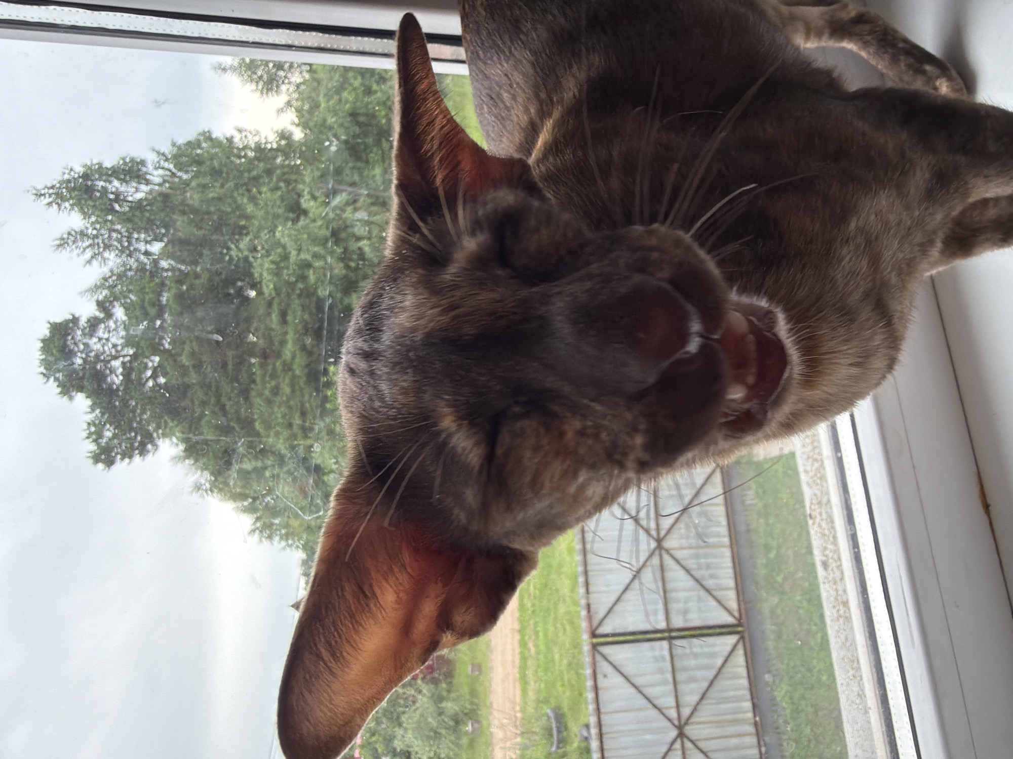 A brown oriental cat with large ears is captured in a close-up shot, its mouth open as if mid-meow or yawn. The cat is positioned on a white windowsill, with its head tilted forward and eyes mostly closed. Behind the cat, a window reveals a blurry background of green trees and a cloudy sky, indicative of an outdoor, possibly rural or suburban, setting. A metal fence is visible in the mid-ground. The image appears to be taken indoors, looking outwards. The specific location within Chaikovsky, Russia, cannot be determined from the visual information alone.