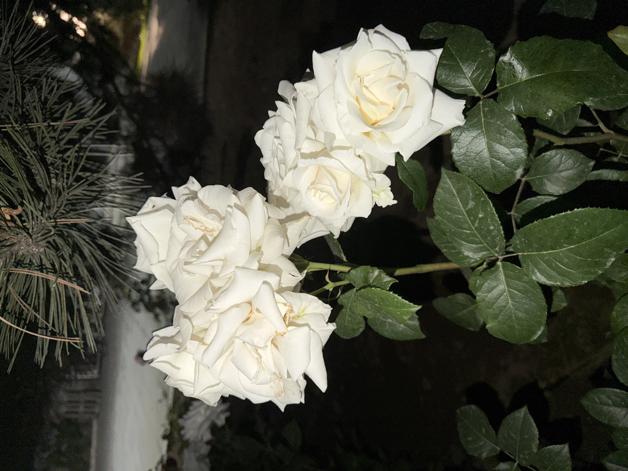 The image shows a cluster of white roses against a dark, out-of-focus background. The roses are in various stages of bloom, with some fully open and others still tightly furled. Their petals are delicate and layered, with subtle hints of yellow in the center of some of the blossoms. Green leaves, some appearing slightly damp, are interspersed with the flowers, adding a touch of vibrant color to the scene. To the left of the roses, there is a blurred section of dark green pine needles, suggesting the presence of a coniferous tree nearby. The overall lighting suggests it is nighttime, with artificial light sources creating soft highlights on the leaves and petals, and casting shadows that add depth to the composition. The background is indistinct, with patches of light and dark suggesting a garden or outdoor setting at night. There are no people or text visible in the image. The mood is serene and natural, highlighting the beauty of the roses in the dim light.