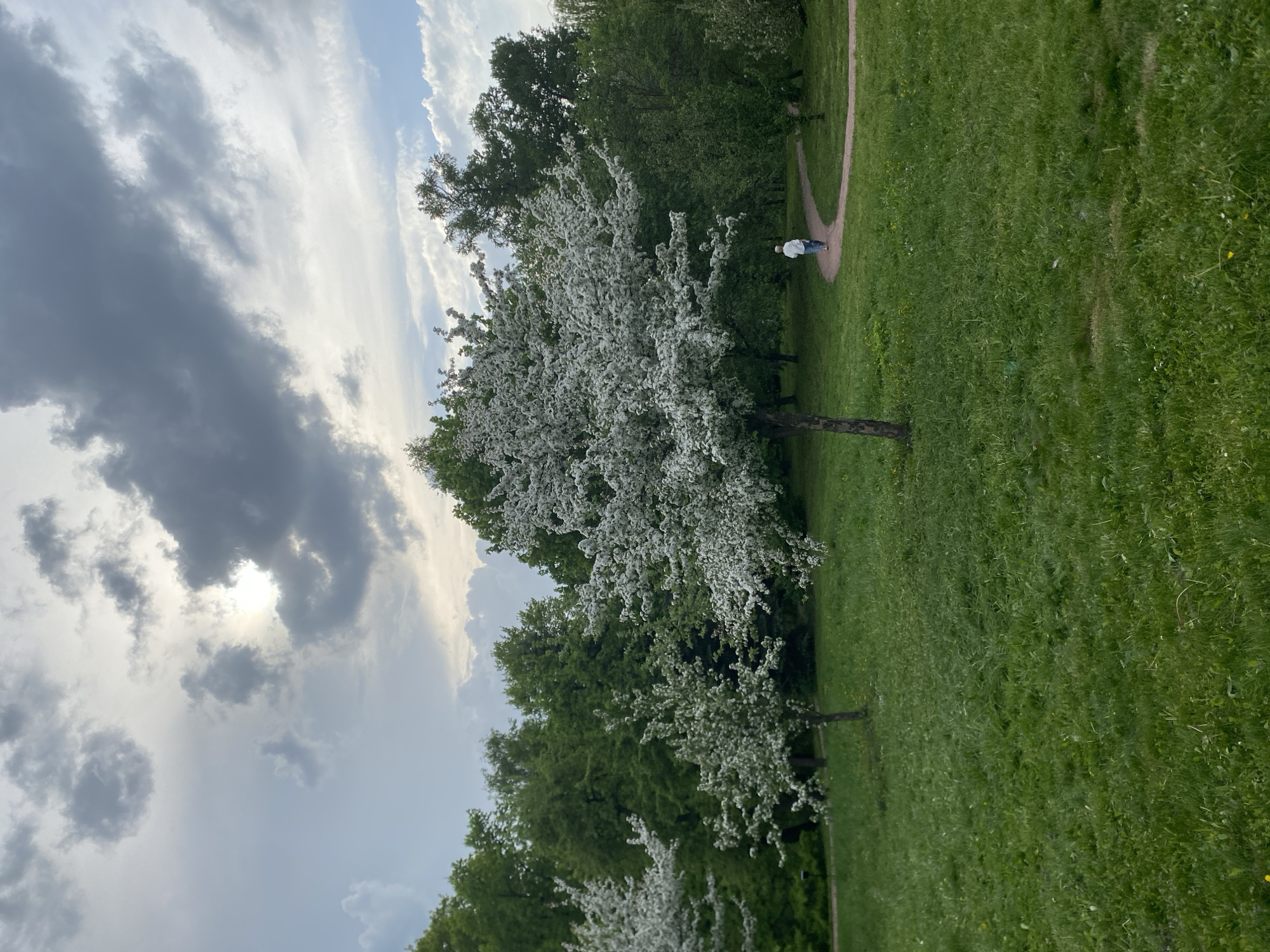 The image depicts a park scene, likely during springtime given the trees in full bloom with white flowers. The location is Unknown, Unknown. A figure, possibly a pedestrian, is seen walking along a dirt path in the distance. The foreground is dominated by green grass, and the backdrop includes a mix of green trees and a cloudy sky with patches of blue. The light appears to be filtering through the clouds, casting shadows on the landscape.