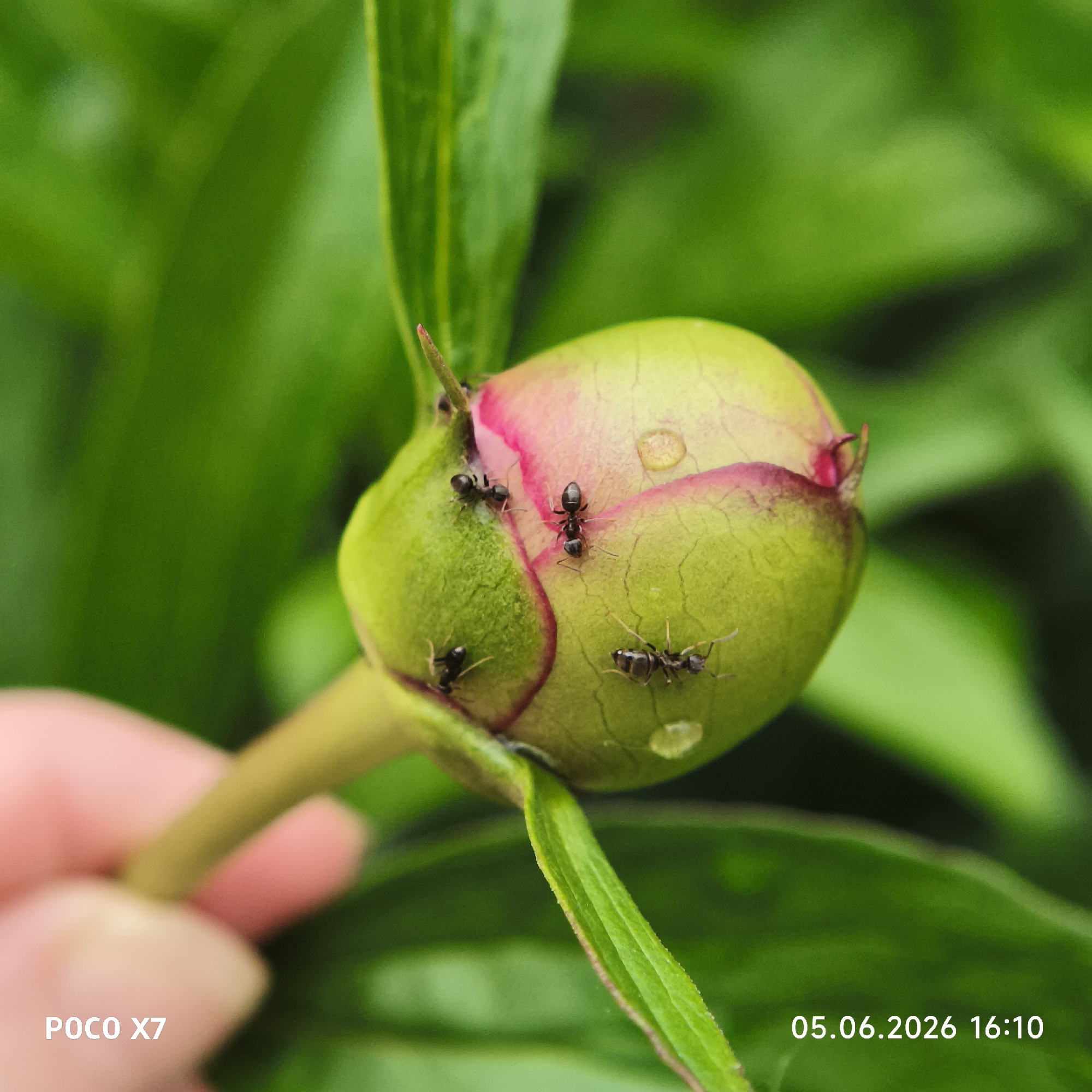 A close-up image shows a vibrant green peony flower bud with hints of pink where the petals are beginning to emerge. Several black ants are actively crawling on the bud's surface, particularly along the pink seams. Small, clear water droplets are visible on the bud, suggesting recent rain or dew. A human hand, with fingers gently holding the stem of the bud, is blurred in the lower left portion of the frame. The background consists of out-of-focus, lush green foliage, indicating an outdoor, natural setting like a garden. The activity depicts a common symbiotic relationship between ants and peony buds, where ants are often attracted to the nectar produced by the buds. In the bottom left corner, the text "POCO X7" is visible, identifying the camera model. The bottom right corner displays the date and time "05.06.2026 16:10". The photograph was taken in Chaikovsky, Russia.