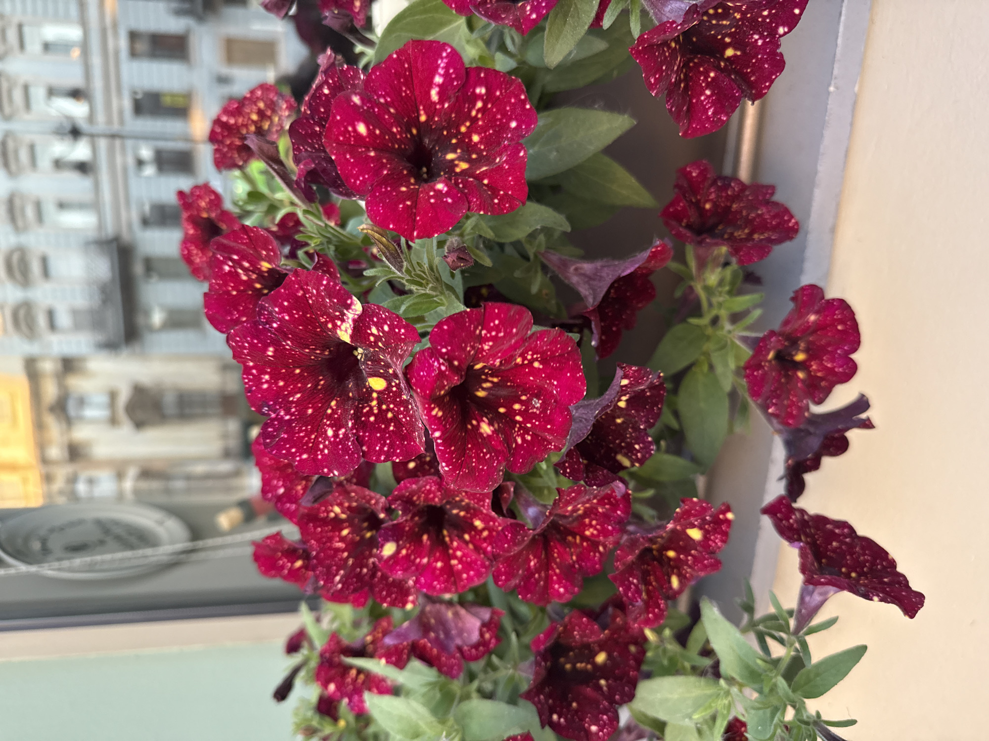 The image captures a close-up view of a vibrant cluster of burgundy-colored petunia flowers with speckled yellow patterns. These flowers are seemingly planted in a container near a window.
The window reflects the urban scenery of Saint Petersburg, Russia. Details reflected include architectural elements typical of the city, like building facades with distinct window patterns and ornate features. One can also see the blurred image of a plate or platter, suggesting the flower arrangement is placed near a dining area within a building.