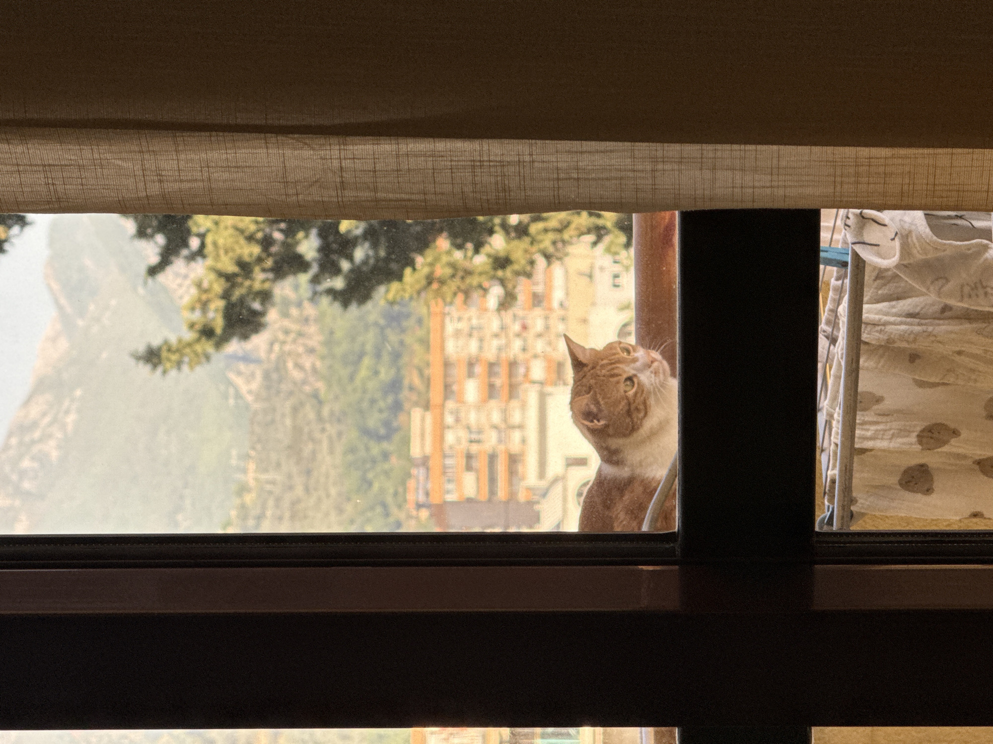 The media file captures a domestic cat peering out of a window, providing a glimpse into a scene in Bar, Montenegro. The image is framed by a dark brown window sill and frame at the bottom, and a beige, textured fabric blind, partially raised, at the top.
An orange and white tabby cat is visible on the right side of the main window pane, with its head and upper body in view. The cat is looking upwards with a wide-eyed, curious, or possibly surprised expression, its mouth slightly agape, suggesting it might be meowing or reacting to something.
Through the window, a bright, sunlit landscape unfolds. In the mid-ground, lush green trees and foliage are visible. Beyond them, indistinct, warm-toned buildings with multiple windows suggest an urban or residential area. In the far distance, majestic mountains rise under a clear sky, typical of the Montenegrin landscape. The natural lighting indicates it is daytime, likely a sunny period.
To the immediate right of the cat, separated by a dark vertical window frame element, an additional window section reveals what appears to be an interior or balcony space. Here, a clothes drying rack holds white laundry, possibly a t-shirt or towel, on which faint dark lines or a pattern are discernible. The overall atmosphere suggests a moment of domestic curiosity against a backdrop of natural beauty and urban life.