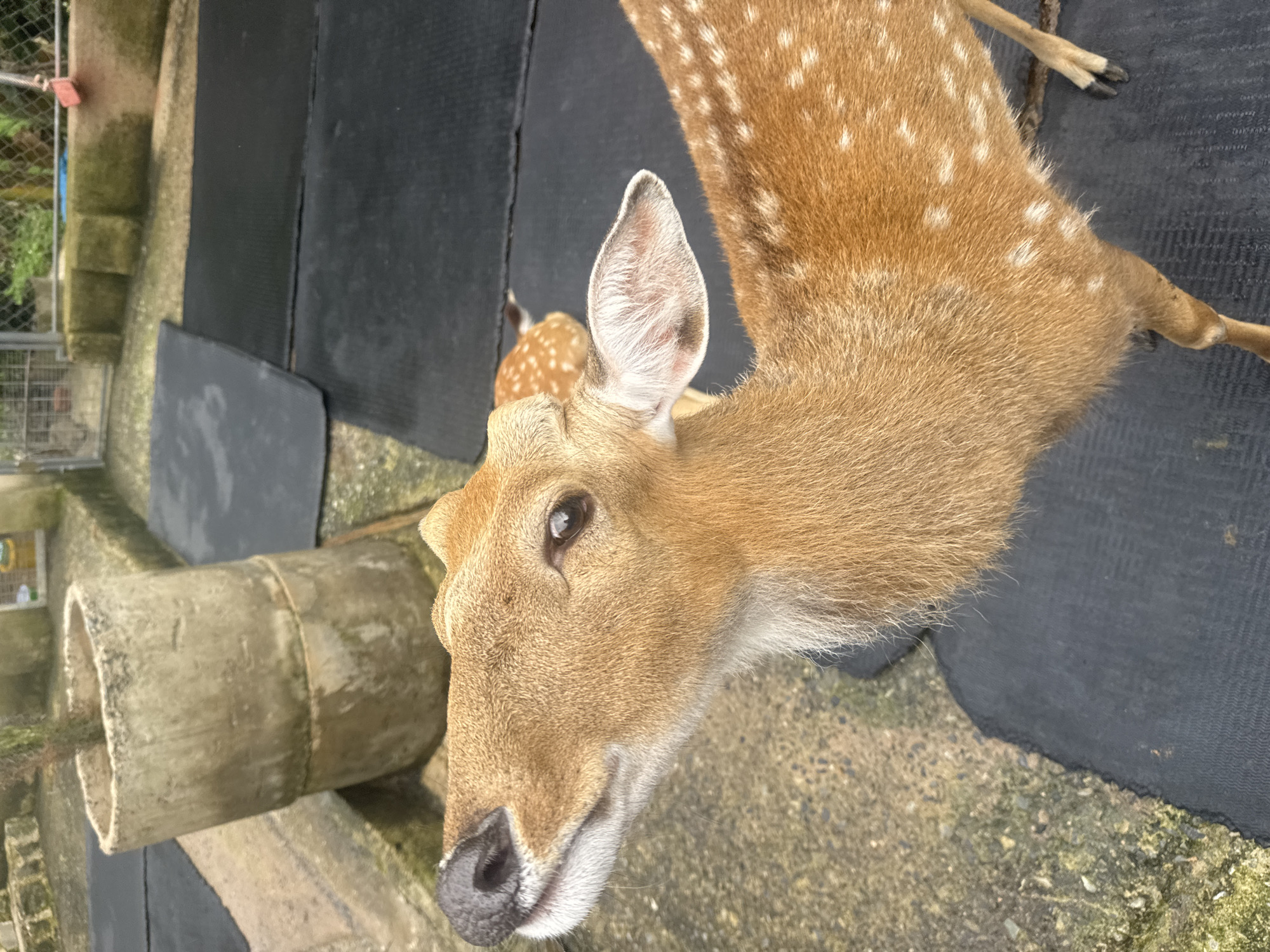 A close-up, high-angle shot captures a Sika deer in what appears to be an outdoor enclosure in Định An, Vietnam. The deer, positioned on the right side of the frame, has light brown fur with distinct white spots across its back and neck. Its large, attentive eyes, prominent ears, and dark, moist nose are clearly visible. A portion of another, smaller spotted deer can be seen in the background, suggesting a fawn or another deer of similar species.
The setting includes various concrete structures, such as a large pipe-like object extending from the left, and concrete ledges or steps. Black mats or fabric are laid out on the ground, covering some of the concrete surfaces. A metal fence or mesh is visible in the upper left background, along with hints of green foliage. The lighting suggests it is daytime with soft, even illumination. The main deer appears calm and curious, looking directly towards the viewer. There is no visible text in the image.