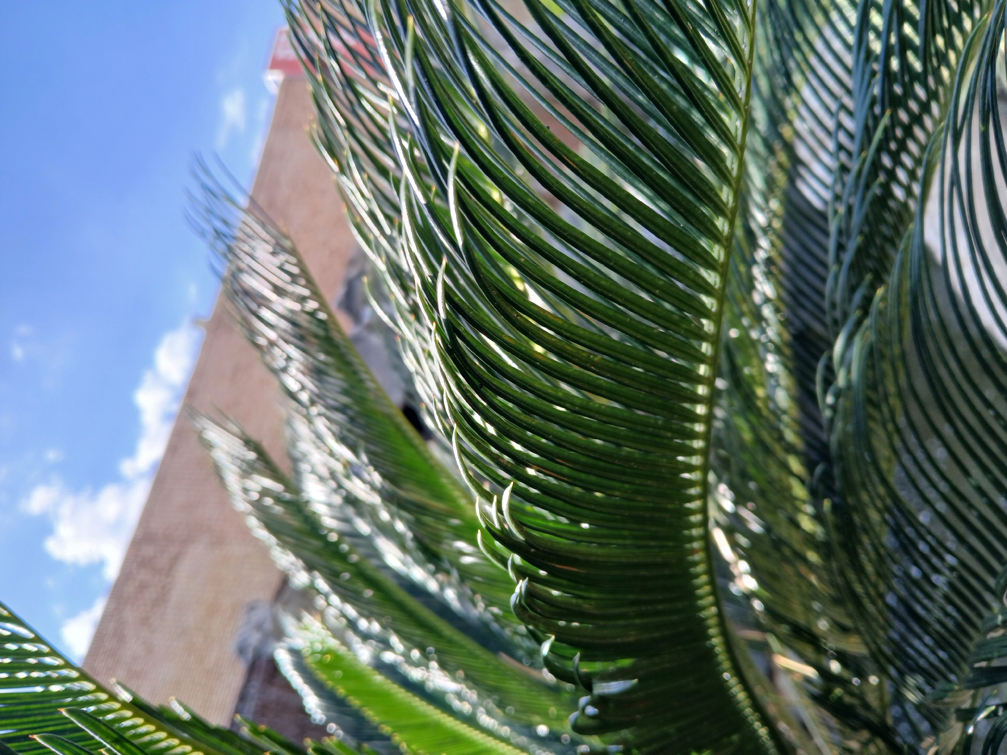 The image presents a close-up, low-angle perspective of vibrant green plant fronds, likely belonging to a cycad or palm. The dense foliage, characterized by numerous long, slender, and deep green leaflets, dominates the foreground and mid-ground. Strong sunlight illuminates the leaves, creating bright, almost glowing highlights along their edges and surfaces, contrasting with the shaded areas and emphasizing their textured structure.
In the blurred background, a light brown or beige building wall is visible, suggesting an urban or suburban setting. Above the building, a clear blue sky with sparse white, wispy clouds indicates a bright and sunny daytime. The selective focus keeps the intricate details of the plant fronds sharp, while the background elements are softly diffused, lending a sense of depth. The scene conveys a tranquil, natural moment bathed in sunlight, typical of the warm climate expected in Ciudad Guayana, Venezuela. There is no visible activity, people, or text in the image.