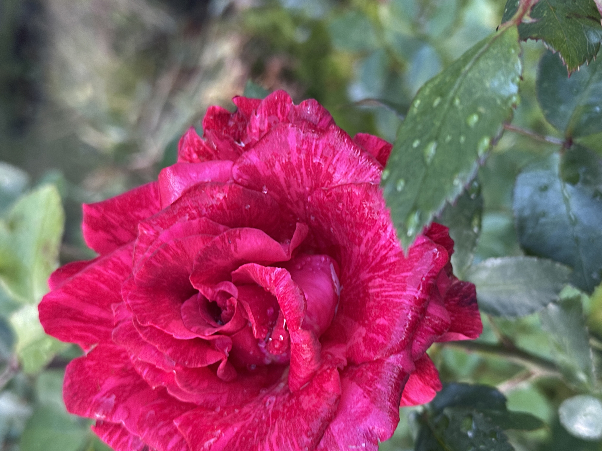 A close-up, vertical shot captures a vibrant, deep pink rose in full bloom. The rose is the dominant subject, filling the left and center of the frame. Its petals are layered and textured, with subtle darker streaks that create a striped effect. Water droplets are visible on the petals, suggesting recent rain or dew. The background is softly blurred, consisting of green foliage, with hints of darker, out-of-focus areas that could be soil or other plants. A few green leaves, also bearing water droplets, are visible in the lower right corner, partially obscuring the rose. The overall lighting is soft and natural. There is no indication of the city of Podolsk, Russia, or any human presence in the image.