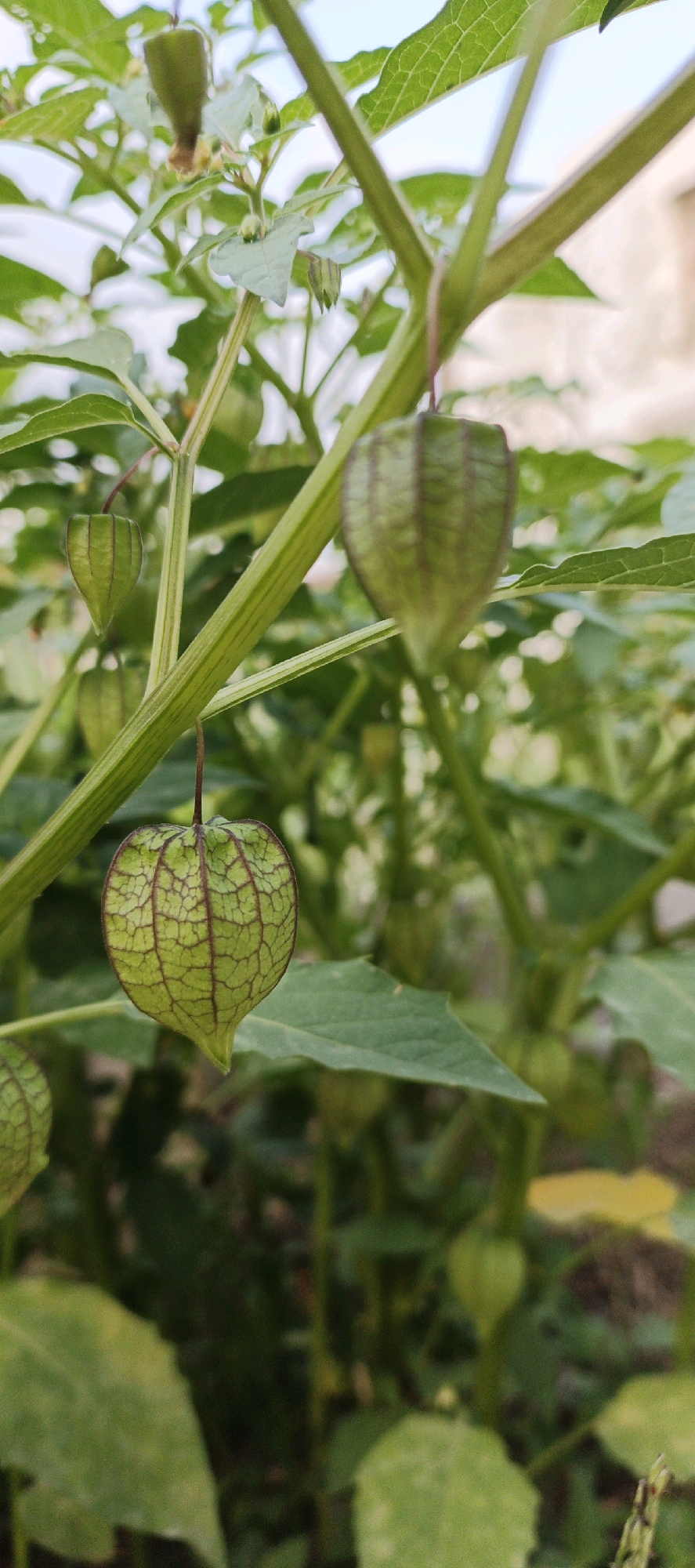 In Denpasar, Indonesia, a close-up, low-angle shot captures an unripe ground cherry plant with several green, lantern-shaped fruits hanging from its stems. The fruits, enclosed in papery husks, display intricate vein patterns. The stems are ribbed and green, with some exhibiting a lighter green or purplish hue. Leaves, also green, are visible throughout the frame, some in sharp focus and others blurred. The background is a soft blur of more foliage and hints of a structure, suggesting an outdoor setting, likely a garden or agricultural area within the city. The lighting is natural, with sunlight illuminating the scene, creating subtle shadows and highlights on the plant's parts. No people or animals are present in the image.