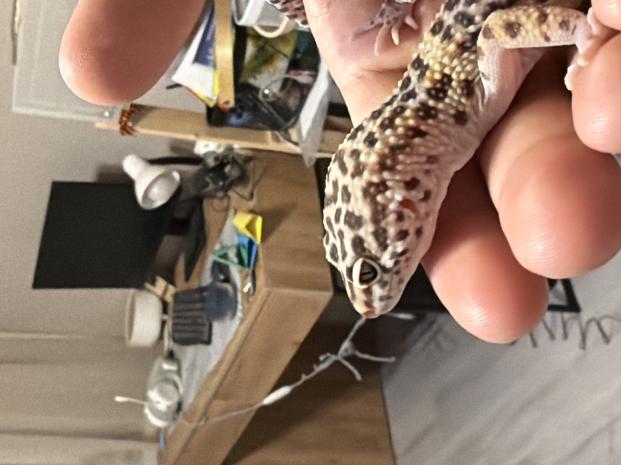A person is holding a leopard gecko in their hand. The gecko is cream-colored with brown and black spots. The background includes a desk with a computer monitor, lamp, and various other items. The location cannot be determined with the visual data.