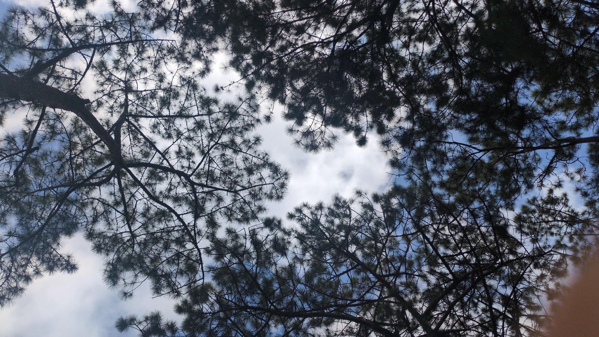 The image depicts a view looking up through the branches of pine trees towards a cloudy sky. The pine needles are silhouetted against the sky, creating a dense canopy that partially obscures the view. Patches of blue sky are visible between the clouds. The image appears to be taken in Lang Biang, Da Lat, Vietnam, a region known for its pine forests and cool climate. There are no people or specific objects visible in the frame, and the focus is on the natural environment.