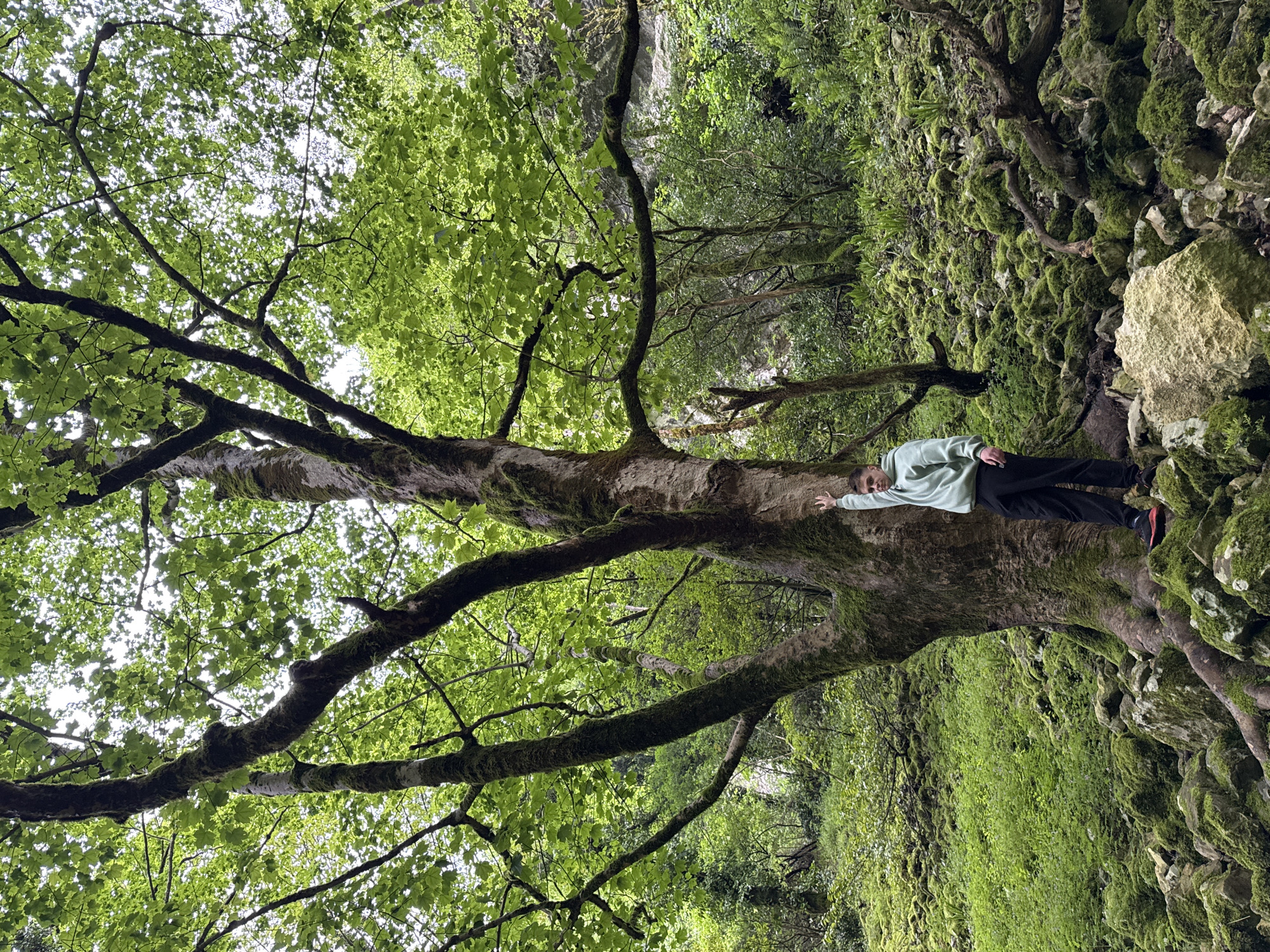A medium shot depicts a person lying on a large, moss-covered tree trunk in a forest. The person wears a light green sweatshirt, dark pants, and red-and-black shoes. They lie with their head toward the right and legs toward the left, with one arm extended along the trunk. The tree is covered in green moss and has large, gnarled branches extending upwards, covered in green leaves. The background shows a wall of rock covered in moss and vegetation, as well as other trees and foliage. The location is Tsabal, Abkhazia.