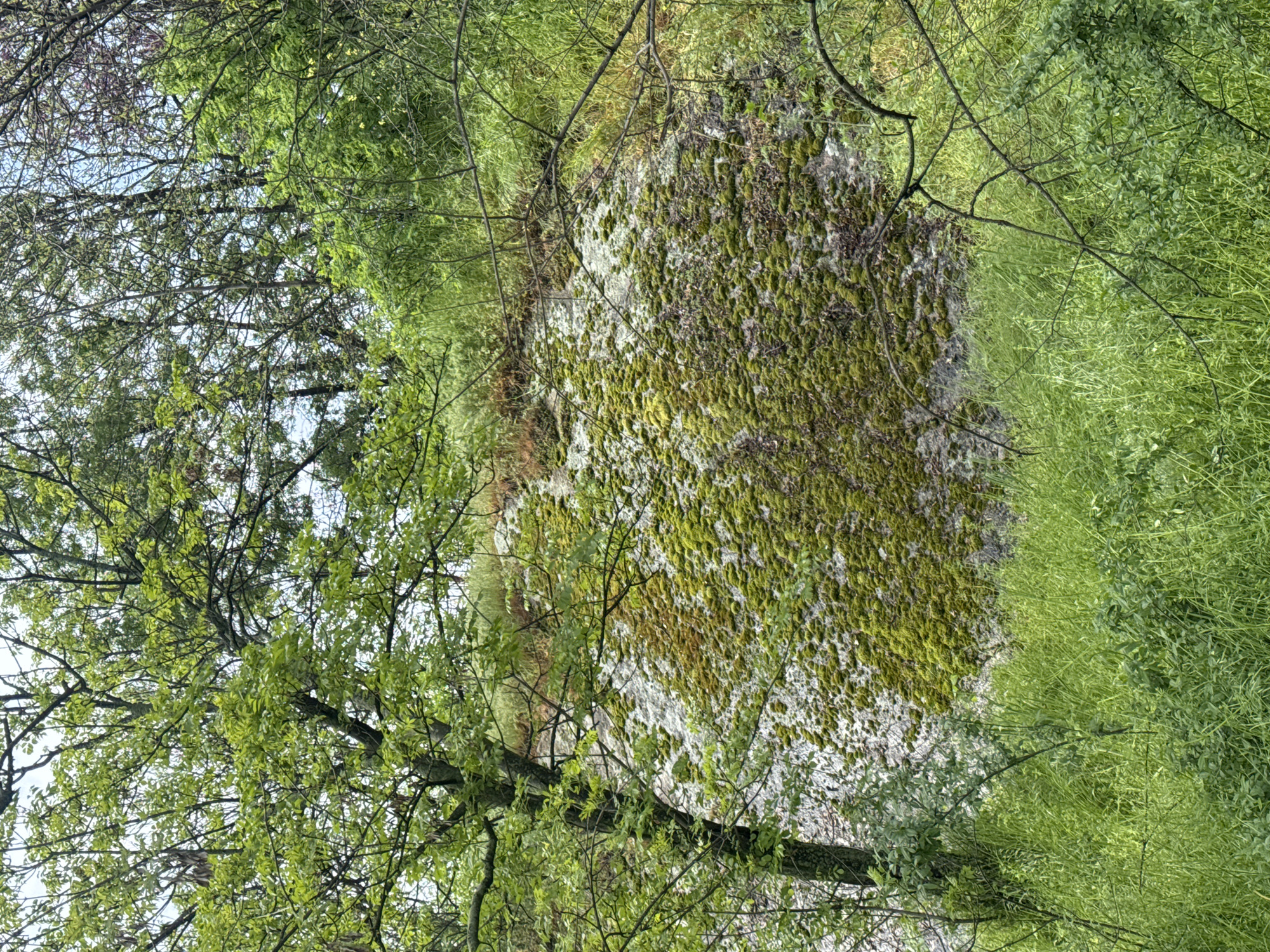 This image captures a vibrant natural landscape, presented in a vertical orientation but appearing as if a horizontal photograph was rotated clockwise. A large, irregularly shaped rock formation, densely covered in textured green moss and patches of lighter grey or white lichen, dominates the central and right portions of the frame. The moss varies in hue, creating a rich, organic tapestry across the rock surface.
To the left and extending towards the top, a network of tree branches, some delicate and bare, others burgeoning with fresh, bright green leaves, forms a natural canopy. Through gaps in this foliage, a clear blue sky is visible in the upper-left corner. The right side of the image features an expanse of lush, verdant green grass and smaller plants, providing a soft, natural backdrop.
The scene is illuminated by bright, natural daylight, indicating fair weather, likely during spring or early summer given the fresh, abundant greenery. There is no specific activity taking place, conveying a sense of serene, untouched nature. The combination of moss-covered rock, diverse foliage, and visible sky suggests a natural park or forested area. This picturesque scene is located in Plovdiv, Bulgaria. No text is visible in the image.