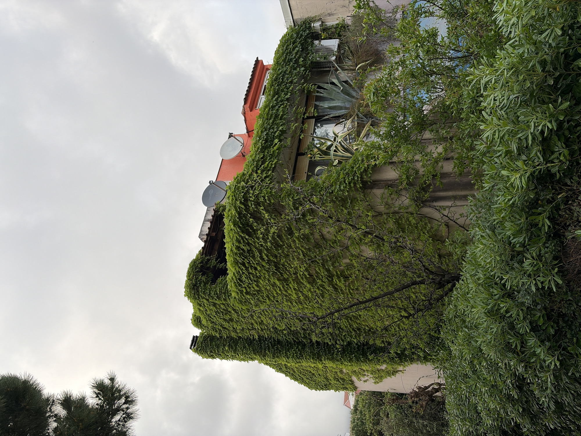 The image displays a multi-story building largely covered in dense, vibrant green ivy, set against an overcast, cloudy sky in Budva, Montenegro.
The building features an upper section painted in a reddish-orange hue, partially visible through the climbing vegetation, with a lighter-toned facade below. Two grey satellite dishes are mounted on the reddish-orange portion of the building. Several windows are discernible through the foliage, some of which have ledges adorned with large potted plants, notably a prominent agave and other succulents. An air conditioning unit is also visible near one of the windows.
Numerous trees and bushes with varied green foliage surround and partially obscure the building, contributing to the lush environment. The sky is uniformly grey and overcast, indicating a cloudy daytime with diffused light. No explicit activity or event is taking place, and there is no visible text in the image. The scene conveys a tranquil atmosphere where nature heavily intertwines with man-made structures.