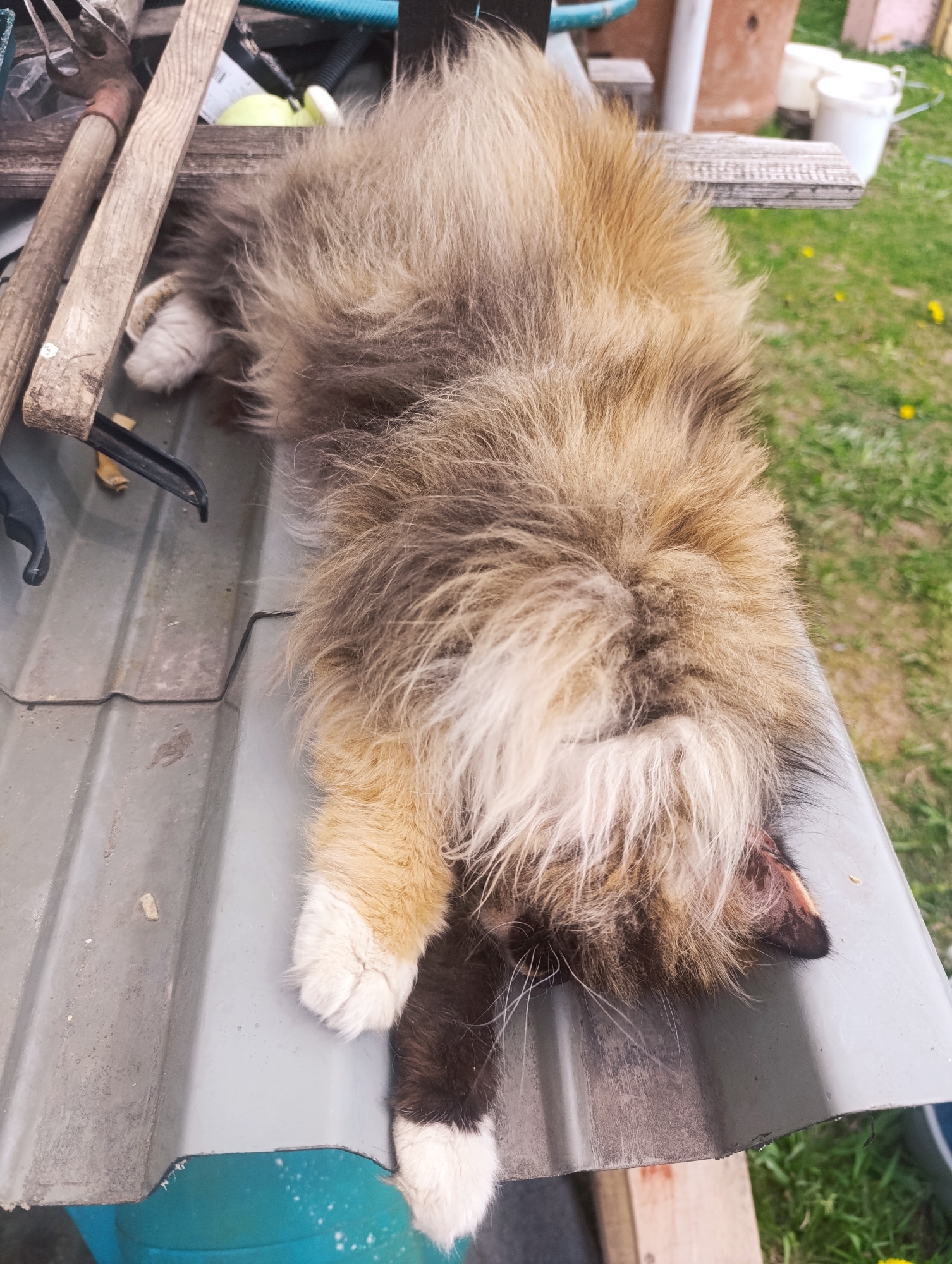 A long-haired cat is sprawled on a gray corrugated metal surface. The cat's fur is a mix of brown, beige, and white. Its paws are visible, with white fur on the tips. The cat appears to be lying on its stomach with its head and face obscured by its fur. To the left of the cat is a collection of objects, including wooden handles and a black gardening tool. In the background, there is green grass and a few white buckets.