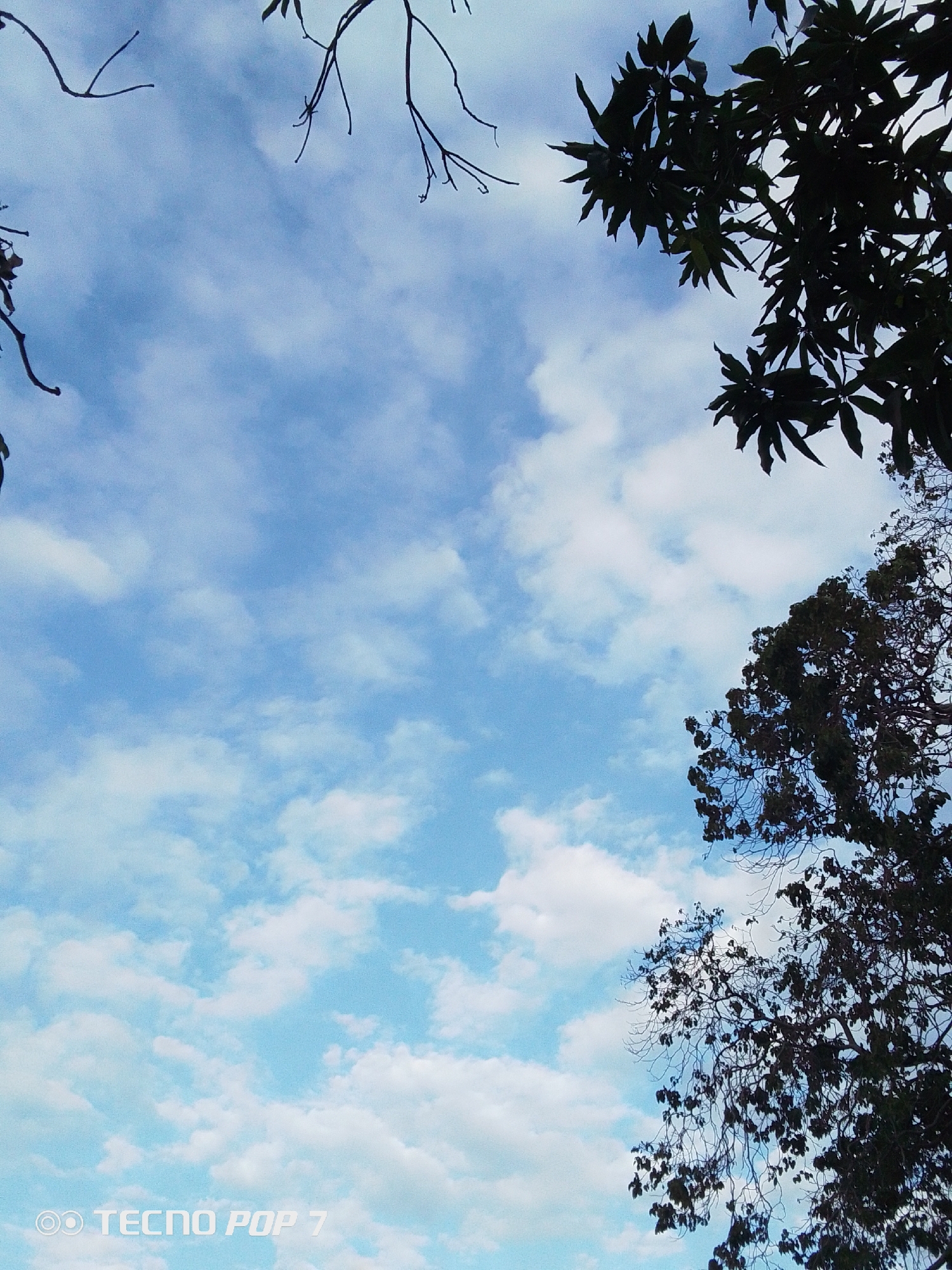 A low-angle shot of a blue sky speckled with white clouds. Tree branches and foliage frame the image at the top and right. The bottom left corner contains the text "TECNO POP 7". The location appears to be Altagracia, Venezuela. No people, subjects, objects, actions or interactions are visible, the image focuses on the sky and surrounding vegetation.