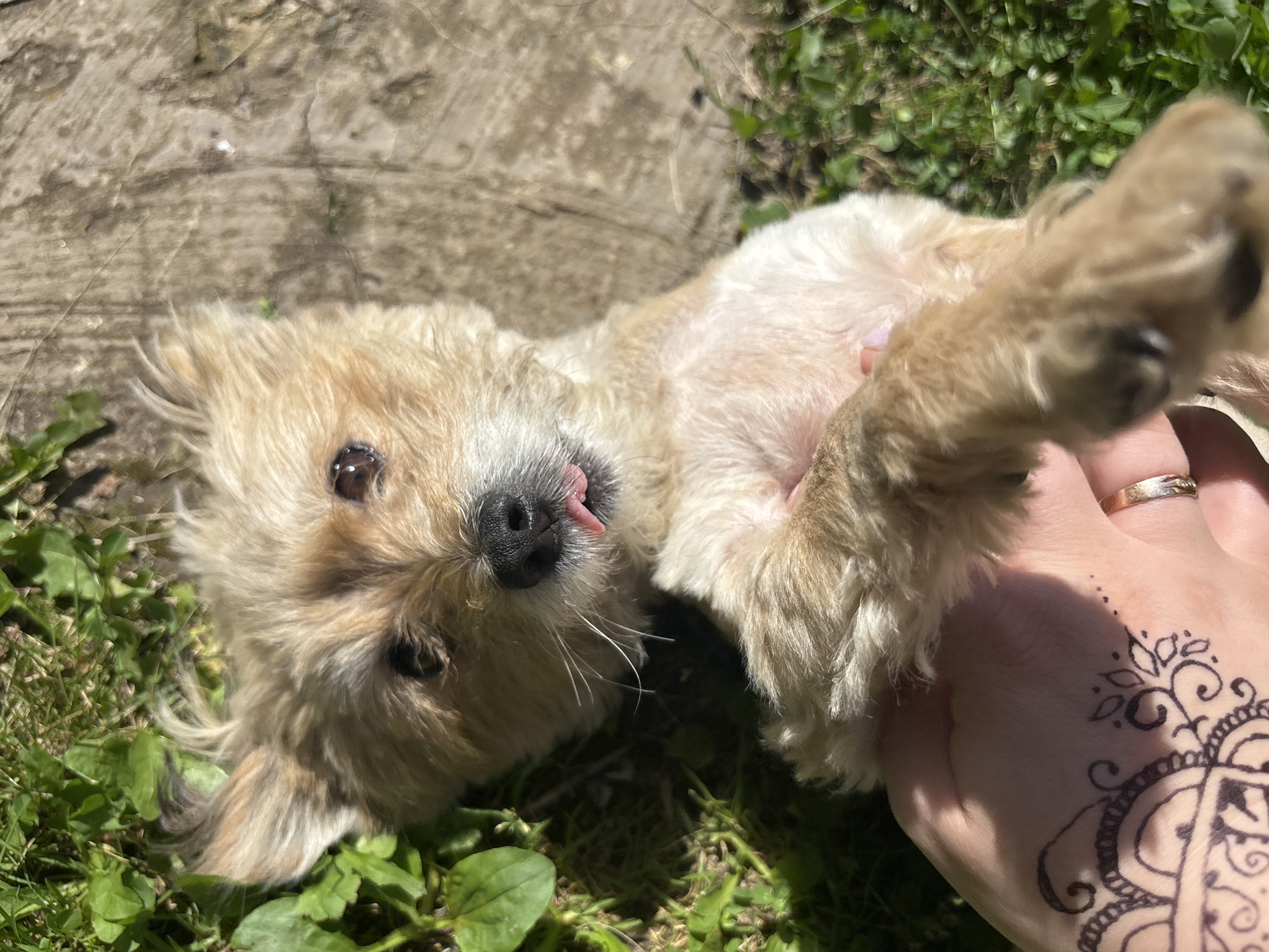 The image shows a light-colored dog lying on its back in grass, with its paws in the air. A human hand, adorned with a henna tattoo and a ring, is holding one of the dog's front paws. The dog's tongue is sticking out. The background consists of grass and a textured surface that appears to be wood or concrete. There is no identifiable information in the image that would indicate a specific location within the city of Аряж, Russia.