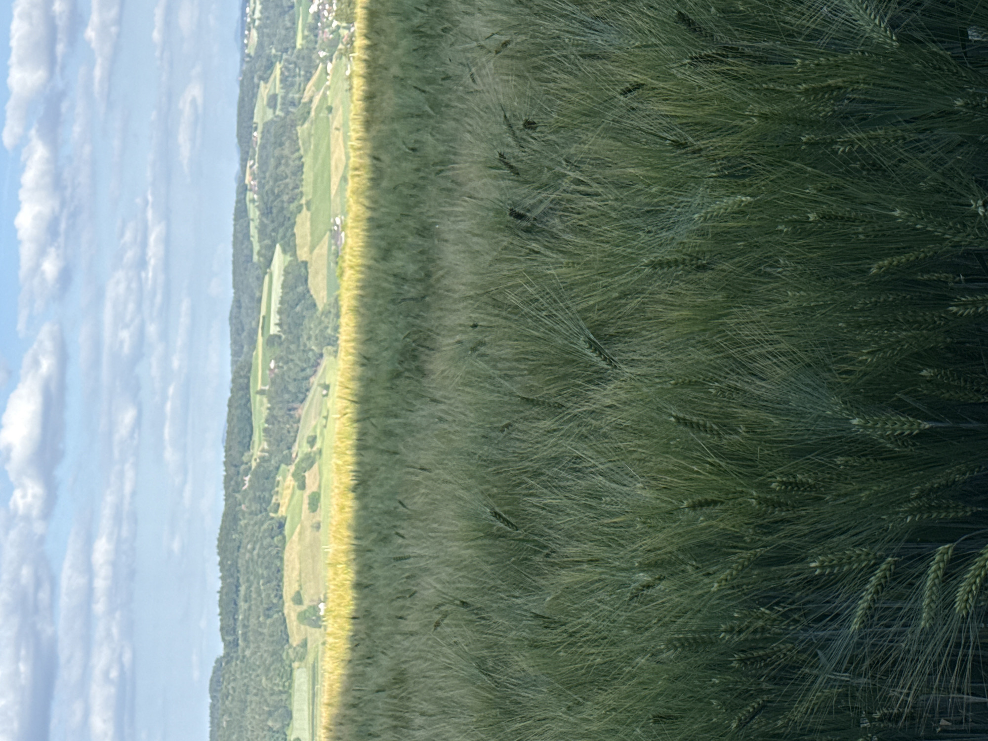 This image captures a rural landscape scene in Embrach, Switzerland, under a partially cloudy daytime sky. The foreground is occupied by a dense field of green grain, possibly barley or wheat, with numerous visible seed heads (awns). A sharp horizontal shadow line traverses this field, separating a darker, shaded section closer to the viewer from a brighter, sunlit section further back. Immediately beyond the shadowed grain field, a band of sunlit, golden-yellow cultivated land is visible. The mid-ground features a series of rolling hills covered with a mixture of dark green forests and lighter green agricultural fields. Scattered throughout these hills are clusters of buildings with reddish-brown roofs, indicative of rural habitations. A distinct white building stands isolated in a sunlit field on the left mid-ground. The background consists of a bright blue sky with several scattered white cumulus clouds. No individuals or specific activities are present in the frame.