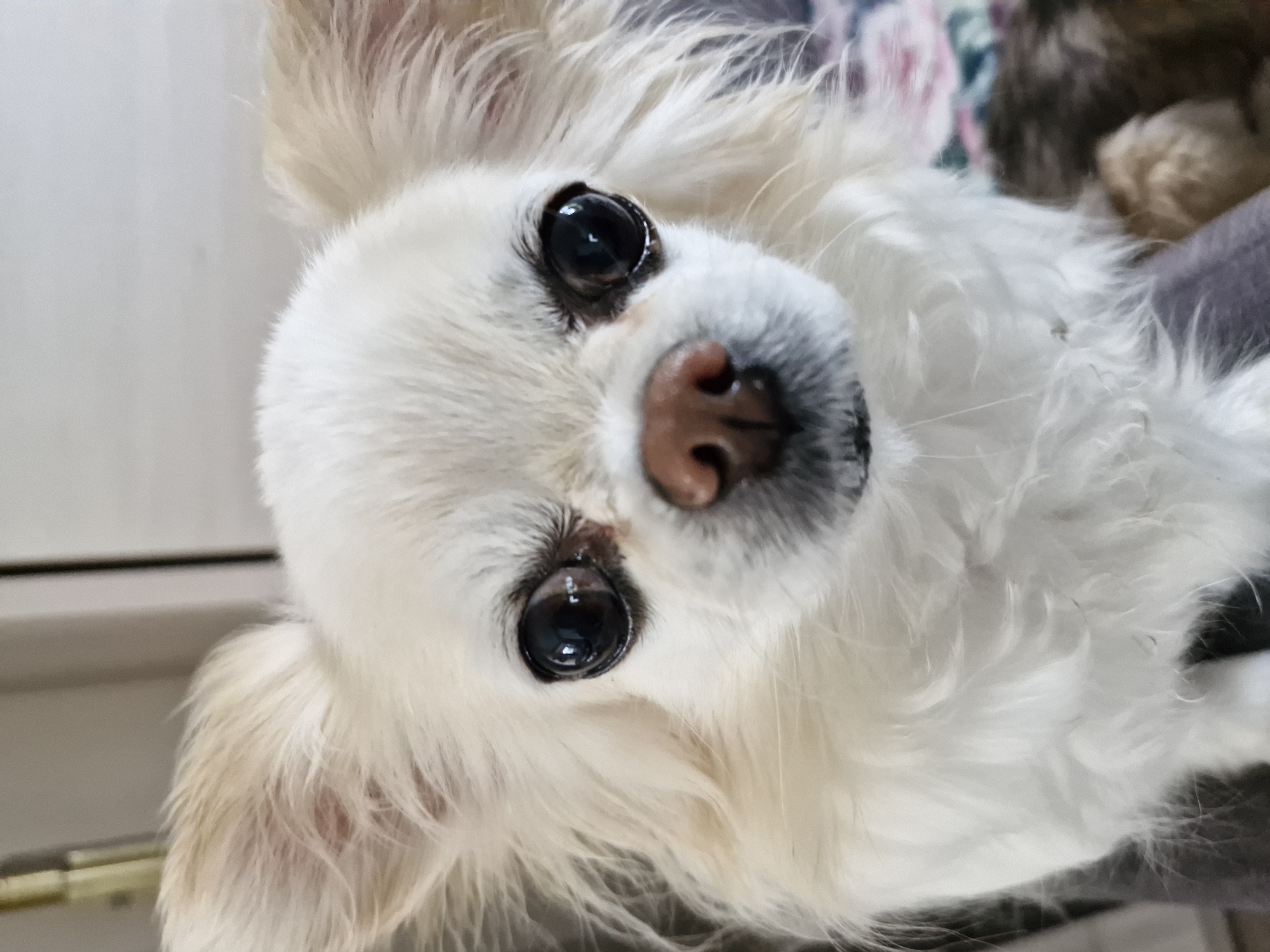 A close-up, frontal portrait captures a white, long-haired chihuahua dog. The animal possesses large, dark, glossy eyes, with visible reflections, and a moist, pinkish-brown nose. Its prominent ears are upright and fringed with lighter tan fur; the left ear shows faint pink skin beneath the fur. The dog's white fur exhibits some cream-colored undertones, particularly around the ears and chest. The animal is positioned against a dark, possibly gray, fabric, with a blurred background depicting light-colored interior elements, including what appears to be a door jamb or furniture detail on the left, and a multi-colored floral pattern on the right. The scene is static, with the dog looking directly forward. Location: Unknown, Unknown.