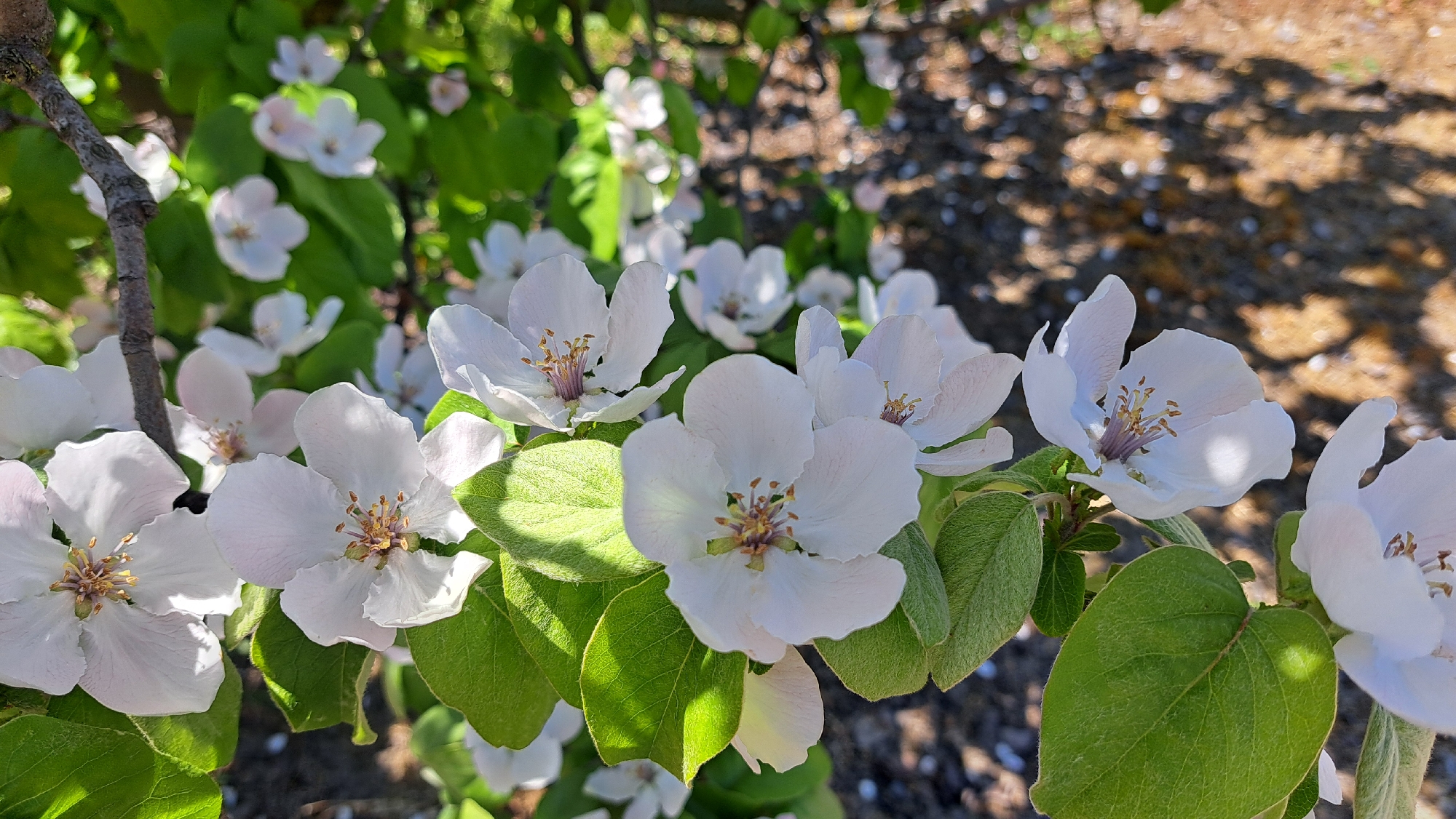 The image shows a close-up of white flowers with yellow and brown centers blooming on a branch with green leaves. The background is a blur of green foliage and dappled sunlight. The location is Unknown, Unknown. The scene is outdoors during the day.
