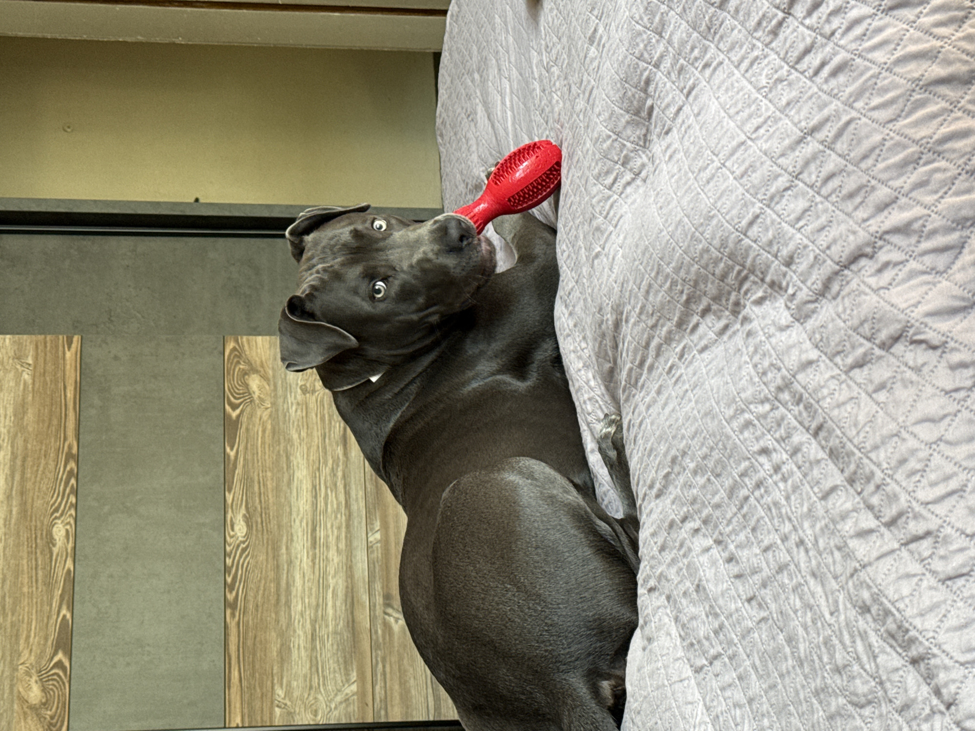 A gray dog with bright blue eyes lies on a quilted bedspread, holding a red textured chew toy in its mouth. The dog is positioned on its left side, with its head turned towards the camera. Behind the dog, a wall features a panel of horizontal wooden planks above a gray rectangular section, suggesting an interior setting. The lighting appears natural, casting soft shadows. The image was captured in an urban environment.