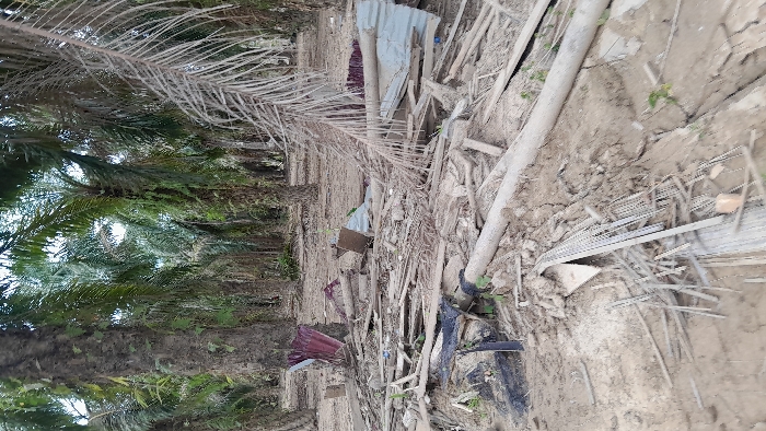 The image displays an outdoor scene, rotated 90 degrees clockwise from its likely original orientation, depicting a dense growth of palm trees on what would be the left side and a debris-strewn ground on the right.
On the left side of the image, numerous palm trees are visible, extending from the bottom to the top. Many of their fronds are green and appear healthy, creating a dense canopy, while others are dry, brittle, and light brown or gray, suggesting dead or dying foliage. The trunks of the trees are mostly obscured by the fronds or are out of frame.
The right side of the image, which would be the ground level if rotated correctly, is covered in dry, light-colored soil, possibly clay or sandy dirt, with some visible cracks indicating dry conditions. Scattered across this area is a significant amount of debris and waste. This includes numerous dried branches and fronds, pieces of wood, and unidentifiable organic matter. Among the natural debris, man-made objects are prominent:
* Several pieces of corrugated metal sheeting, one large piece leaning upwards near the center and a smaller piece further back.
* A small, open cardboard box.
* Various scraps of plastic or dark-colored fabric mixed with the other refuse.
* On the far right, a collection of long, thin, metallic strips or rods, resembling rebar or other construction material, are lying on the ground.
* A dark-colored object, possibly a plastic container or bag, is also visible amongst the clutter.
* Sparse patches of green vegetation, like small weeds, can be seen growing in a few spots on the ground.
The scene depicts a neglected environment, possibly a clearing within a palm plantation or a rural area where waste has accumulated. The lighting suggests it is daytime, under bright conditions, but without direct sunlight indicating a specific time of day. No specific activity is occurring, and there is no visible text.