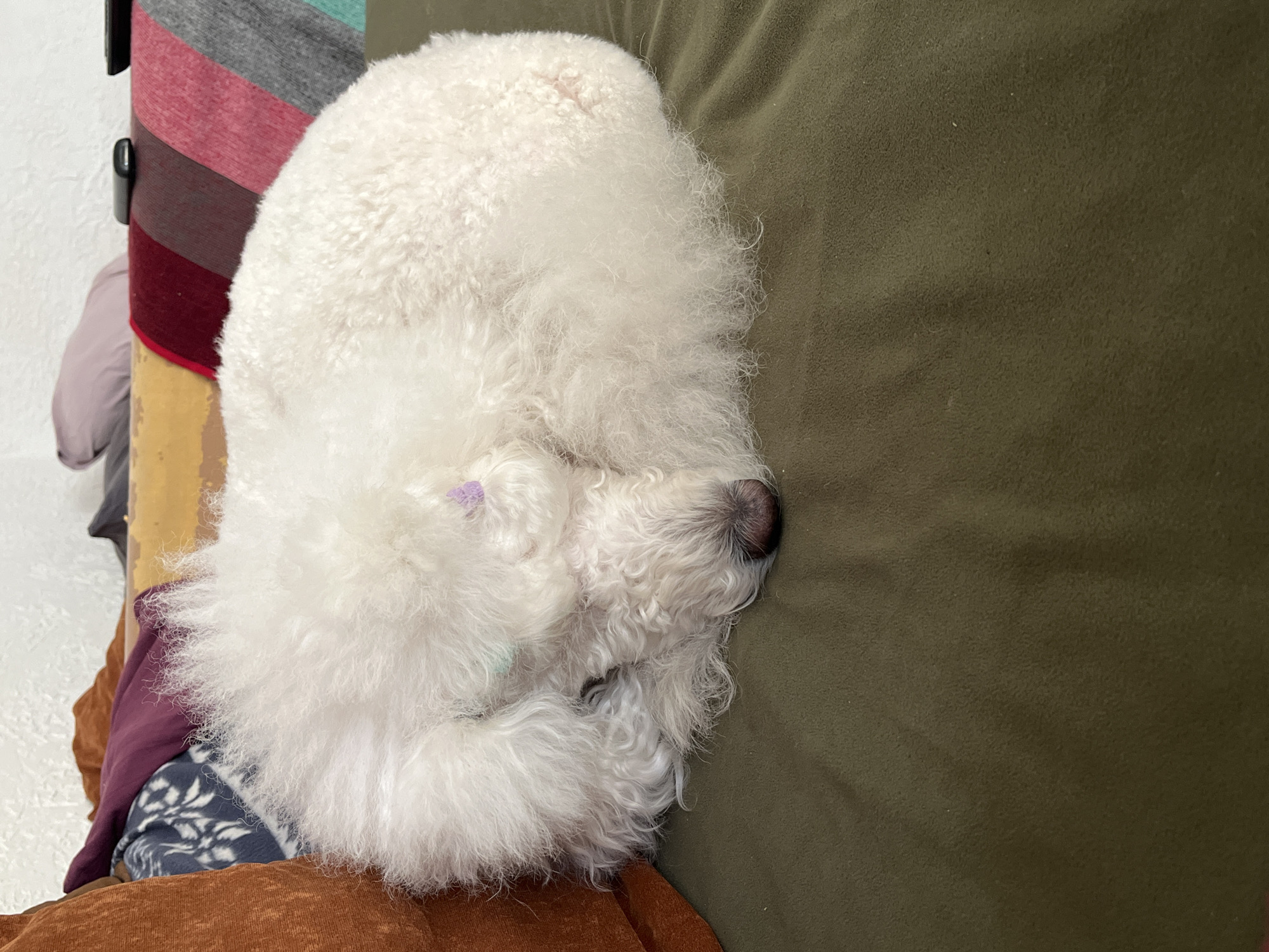A white Bichon Frise dog is curled up and sleeping on an olive green couch. The dog's nose is touching the couch. A colorful striped cloth is partially visible to the left, along with other fabrics and a wall. The location is Unknown, Unknown.