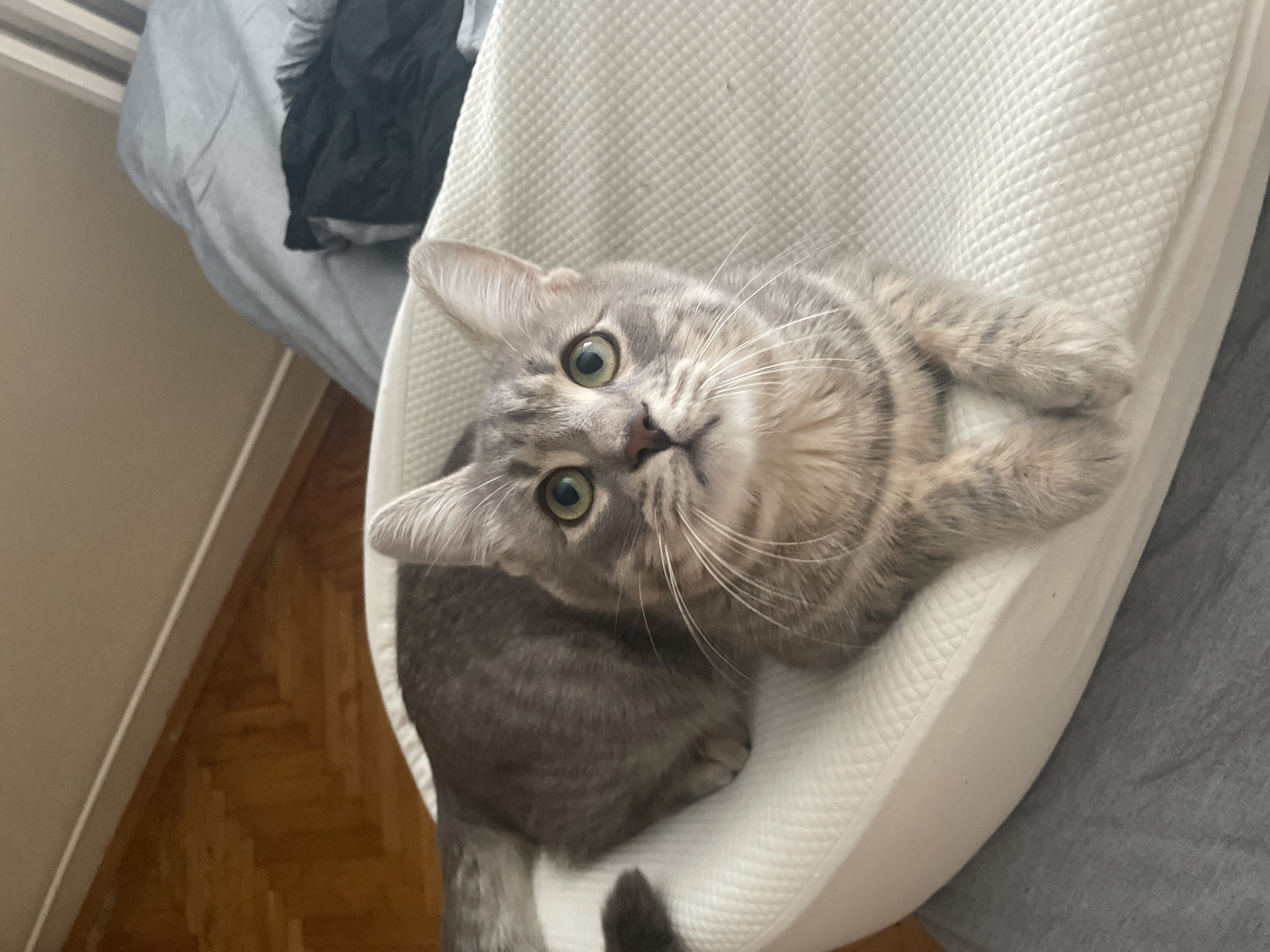 A grey tabby cat with green eyes is lying in a white cat bed. The cat is looking up at the camera. The bed is positioned next to a bed with grey and black bedding. A portion of a light-colored wooden floor is visible in the bottom left corner. The scene is interior. No people are visible. The location cannot be determined to be Novi Sad, Serbia, or any specific geographic location.