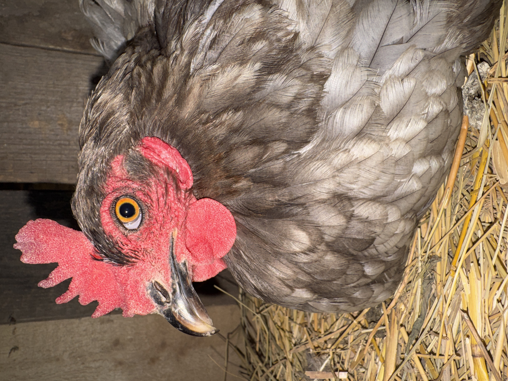 A close-up, eye-level, medium shot shows a hen in a nesting box. The hen, with gray and black speckled feathers, is predominantly in the right half of the frame, facing left. Its head is turned to the left, revealing a vibrant red comb and wattles. The hen's eye is a striking bright orange with a dark pupil. The hen is nestled on a bed of dry straw, which fills the lower half of the image. In the background, the textured, dark wood of the nesting box is visible. The lighting is dim, with a warm glow illuminating the hen and straw. The overall scene is one of domestic poultry in a naturalistic setting.