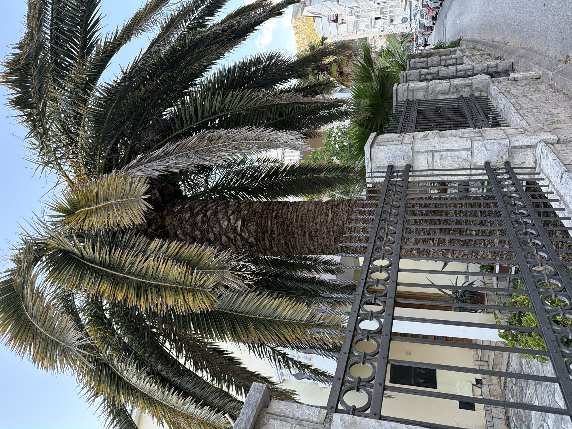 The image displays an outdoor scene, likely a residential street or pathway in Budva, Montenegro. The perspective is from a low angle, looking upwards and across.
The dominant subject is a large, mature palm tree, occupying the left and central parts of the frame. Its thick, dark brown trunk is textured, and its numerous fronds, a mix of green and drier yellowish-brown, spread widely against a bright blue sky.
In the foreground and extending across the right side, a dark, ornate metal fence or gate features distinctive circular and rectangular patterns. Behind this fence, a property with light-colored stone walls and a series of stone steps is visible. Further back, a building with a light cream or yellow facade can be seen, along with a dark window and a doorway, partially obscured by the fence and palm fronds.
The upper right background reveals a paved street or road, where several cars, including white and darker vehicles, are parked. Beyond the street, indistinct mountains or hills rise in the distance. Additional green foliage and smaller palm plants are scattered throughout the scene.
The clear, light blue sky indicates a sunny daytime setting with good weather. There is no specific activity taking place, depicting a static scene of an urban landscape. No visible text is present in the image. The environment suggests a warm, Mediterranean climate.