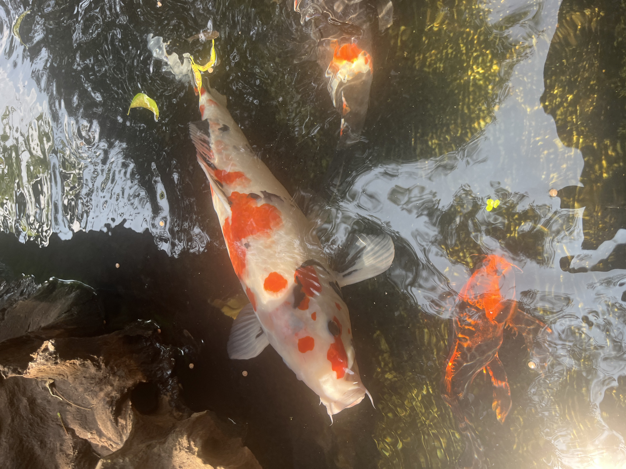 An overhead shot captures several colorful koi fish swimming in a clear pond, dappled with sunlight and reflections. The central and most prominent fish is a large koi, predominantly white with vibrant orange and some black markings on its body and head. Its distinctive barbels are visible near its mouth.
To the right of the large koi, a smaller, mostly orange-red koi with darker patterns is partially visible, while another white and orange koi can be seen in the upper right portion of the water. The water's surface is covered with dynamic ripples, reflecting the sky and surrounding foliage, suggesting an outdoor, sunny daytime setting.
Below the surface, green submerged aquatic plants or algae are visible, particularly on the right side of the frame, indicating the clarity of the water. In the lower left corner, dark, textured objects resembling rocks or submerged wood are present. A few small, light-colored specks, possibly food pellets, float on the water's surface near these objects. Scattered green leaves also drift on the water, adding to the natural pond aesthetic. No text is visible in the image.