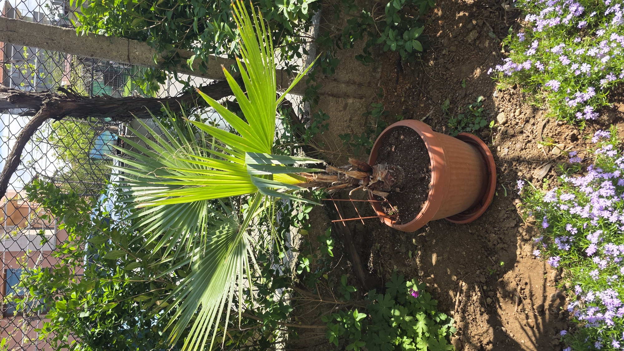The image shows a potted palm tree in a garden setting. The palm is in a brown plastic pot, sitting on a saucer. The pot is positioned on bare soil, adjacent to a patch of small purple flowers. Behind the palm, there's a mix of green foliage from various bushes and plants. In the background, a wire fence is visible, and beyond that, glimpses of buildings suggest an urban environment. The location is likely within Blagoevgrad, Bulgaria, given the prompt's instruction. There are no people visible in the image. The scene is bathed in sunlight, casting shadows and highlighting the textures of the plants and soil.