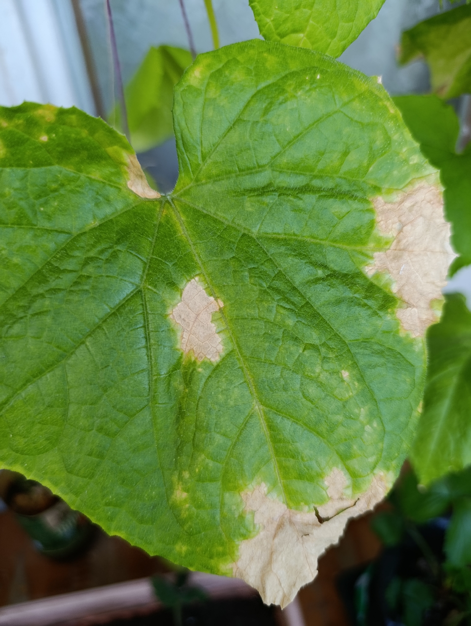 This is a close-up, high-angle shot of a large, green cucumber leaf exhibiting signs of stress or disease. The leaf is heart-shaped with prominent veins. Large sections of the leaf, particularly along the right edge and in a roughly circular patch near the center, are bleached to a pale tan or off-white color, with dry, crispy edges. There are also some smaller, yellowish-green spots scattered across the otherwise healthy green parts of the leaf. The texture of the leaf appears slightly wrinkled.
The background is blurred, showing hints of other green foliage and possibly some purple stems, suggesting the leaf is part of a larger plant. A light-colored surface, possibly a window frame or wall, is visible in the upper left, and a darker, out-of-focus area is visible in the lower right, which could be a pot or the ground.
The image appears to have been taken during daylight, given the illumination. There are no people or animals visible. The focus is entirely on the diseased leaf, highlighting the damage. The context of Alexandrov, Russia is provided, but there are no direct visual cues within the image to confirm this location. No text is visible in the image.