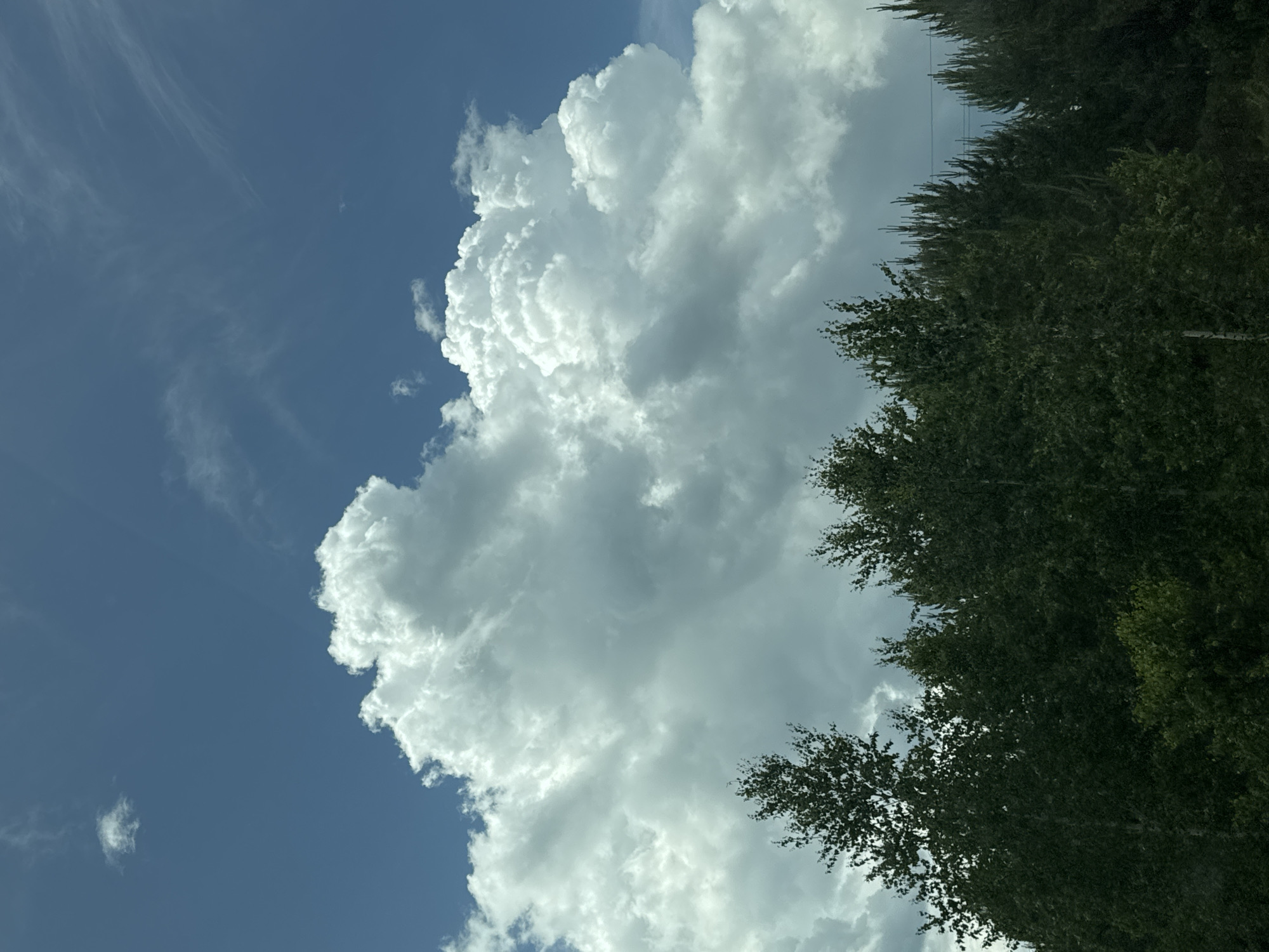 The image depicts a clear blue sky with fluffy white cumulus clouds dominating the upper half. Below the sky, a dense line of dark green trees stretches across the bottom of the frame. The trees appear to be a mix of deciduous and coniferous species, with some taller, more pointed evergreens visible towards the right. The overall impression is of a natural landscape under a bright, partly cloudy day. The location in Iltebanovo, Russia, is noted, but no specific landmarks or urban elements are visible to confirm this within the image itself. The scene is static, with no people or animals present, and no actions taking place. The lighting suggests it is daytime.