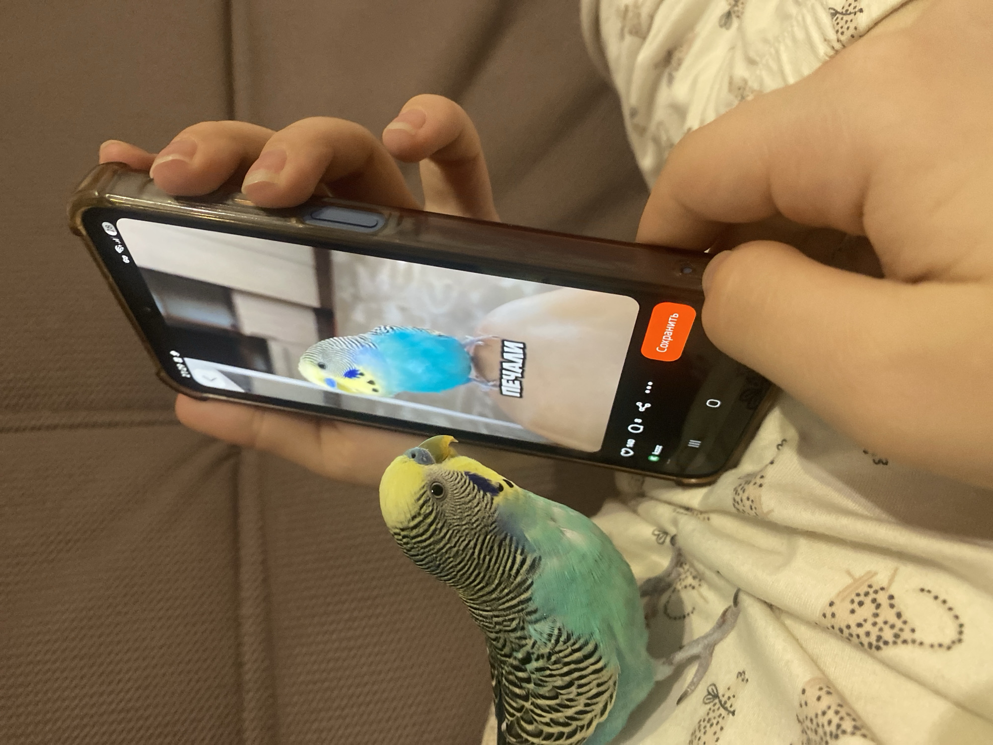 A person is holding a phone, the screen of which shows a photo of a blue budgerigar with Russian text next to it. In the foreground, a green and yellow budgerigar is perched on a white surface with cheetah print patterns. The location is Unknown, Unknown.