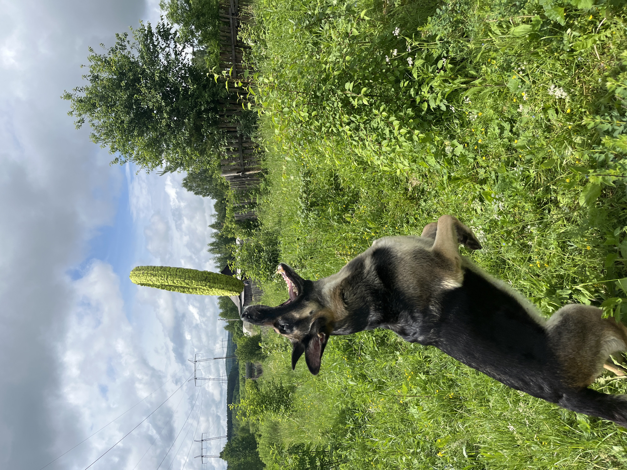 A German Shepherd dog is captured mid-air, jumping to catch a vertically oriented, bright green object, possibly a chew toy, in a grassy, outdoor environment. The dog's mouth is open, and its tongue is visible, indicating an attempt to grasp the object. The scene appears to be a rural or suburban area with a wooden fence and trees in the background. Power lines and transmission towers are visible in the distance under a cloudy sky. The location is identified as Nizhny Tagil, Russia.