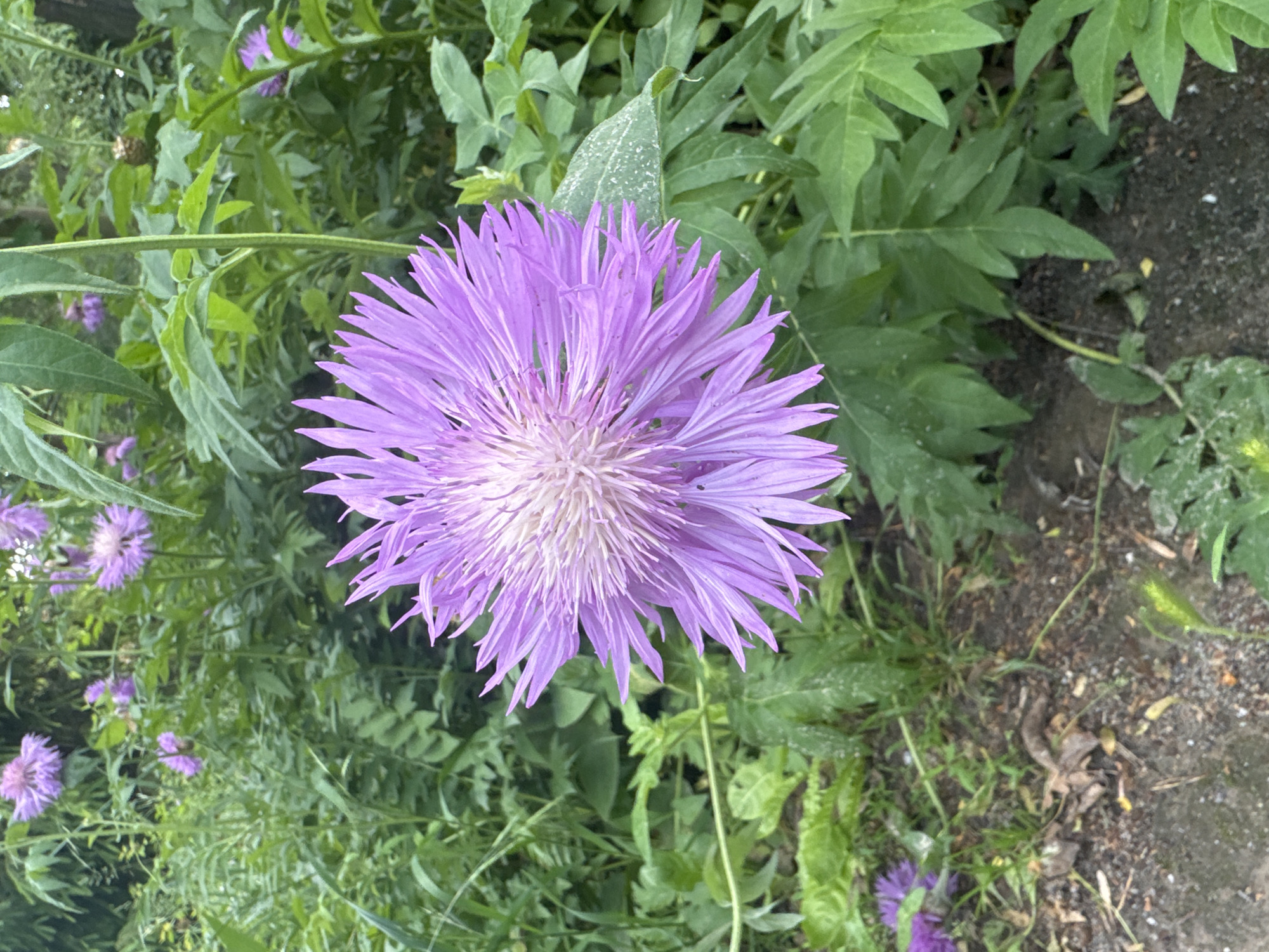 The image depicts a close-up view of a purple flower with delicate, spiky petals and a white center. The flower is in focus and positioned prominently in the foreground. Surrounding the flower is lush green foliage, suggesting a garden or natural setting. Several other similar purple flowers are visible in the background, out of focus, along with more green leaves and some dry brown leaves on the ground. The ground appears to be a mixture of soil and small stones. The lighting suggests it is daytime, likely overcast given the soft shadows. The scene is located in Vinnytsia, Ukraine.
