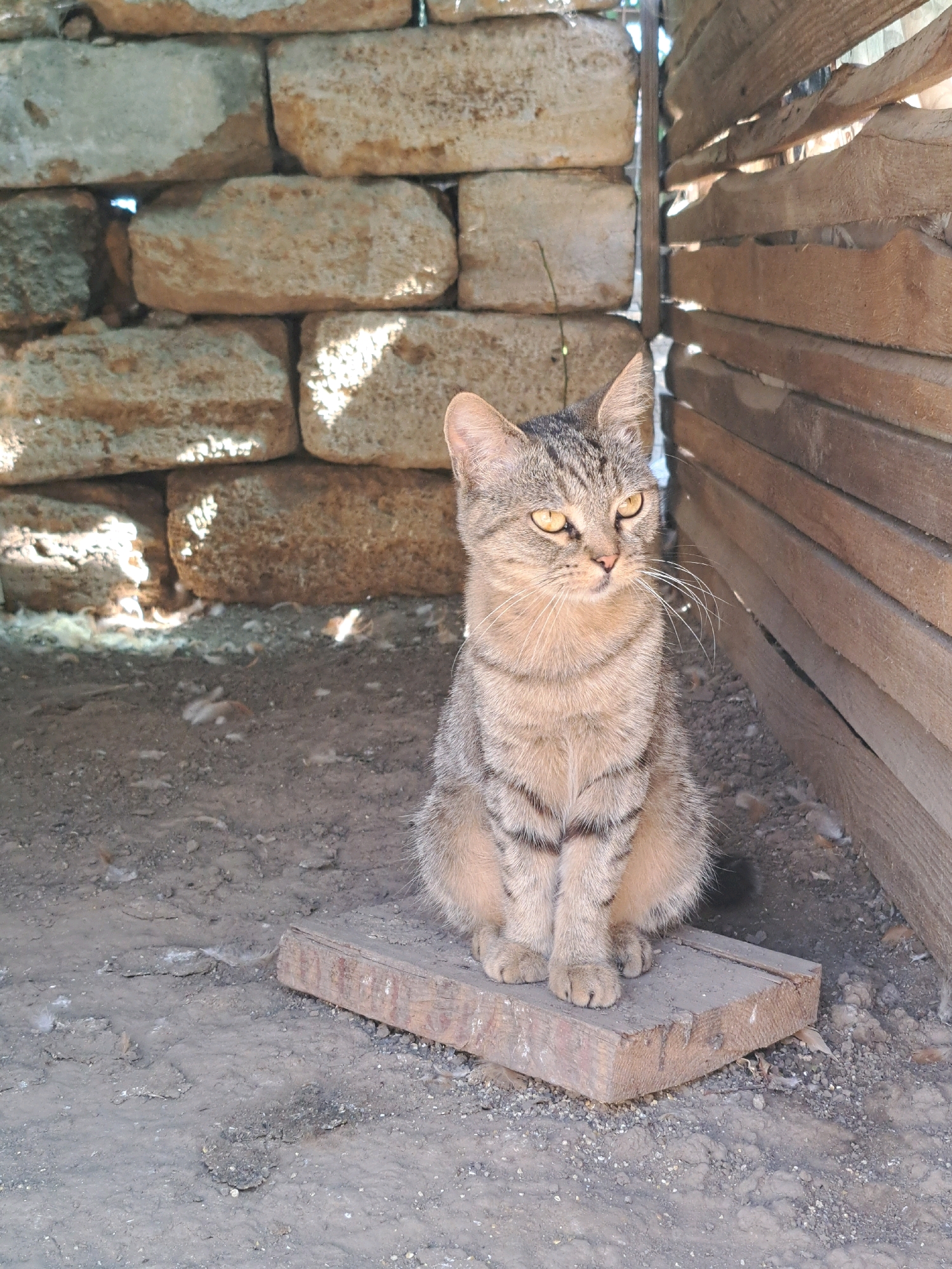 A tabby cat with yellow eyes sits on a wooden plank in a structure with a stone wall on the left and a wooden wall on the right. The ground is composed of dirt and small stones. The lighting suggests it is daytime, with sunlight casting shadows. The location is Vypasne, Ukraine.