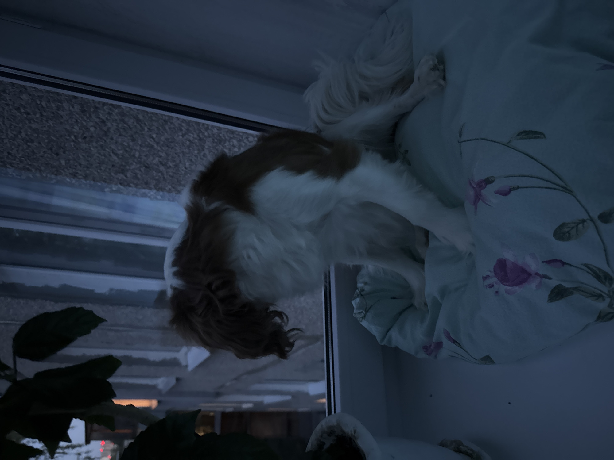 A Cavalier King Charles Spaniel dog is perched on a window sill, looking out a window at dusk. The dog is white with tan markings on its head and back, and it is sitting on a light blue cushion with a floral pattern. The window looks out onto a city street with buildings and lights visible in the distance. The lighting in the image is dim, suggesting it is early evening or late afternoon.