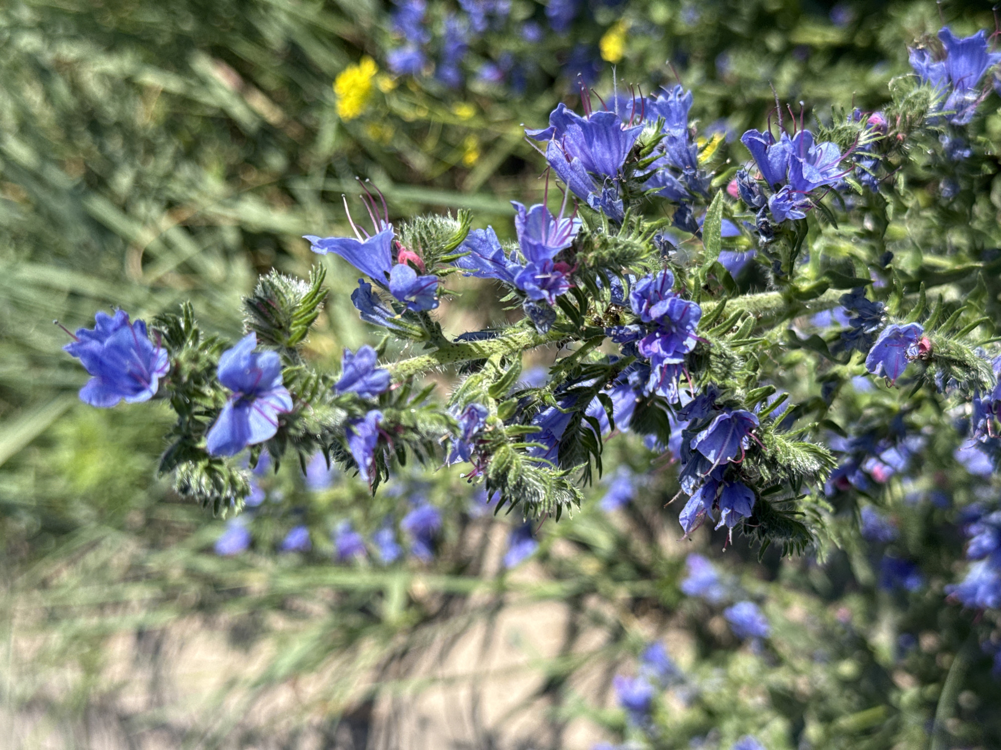 A close-up, vertical, full-frame shot captures a flowering plant with numerous small, trumpet-shaped, vivid blue blossoms. The flowers are clustered along a fuzzy green stem, with some individual flowers displaying bright pink or magenta centers and protruding stamens. The background consists of a soft focus of green foliage and blurred brown and sandy ground, suggesting an outdoor, natural setting. In the mid-ground and background, out-of-focus yellow flowers are visible. The lighting indicates a bright, sunny day. The image is located in Korobivka, Ukraine.