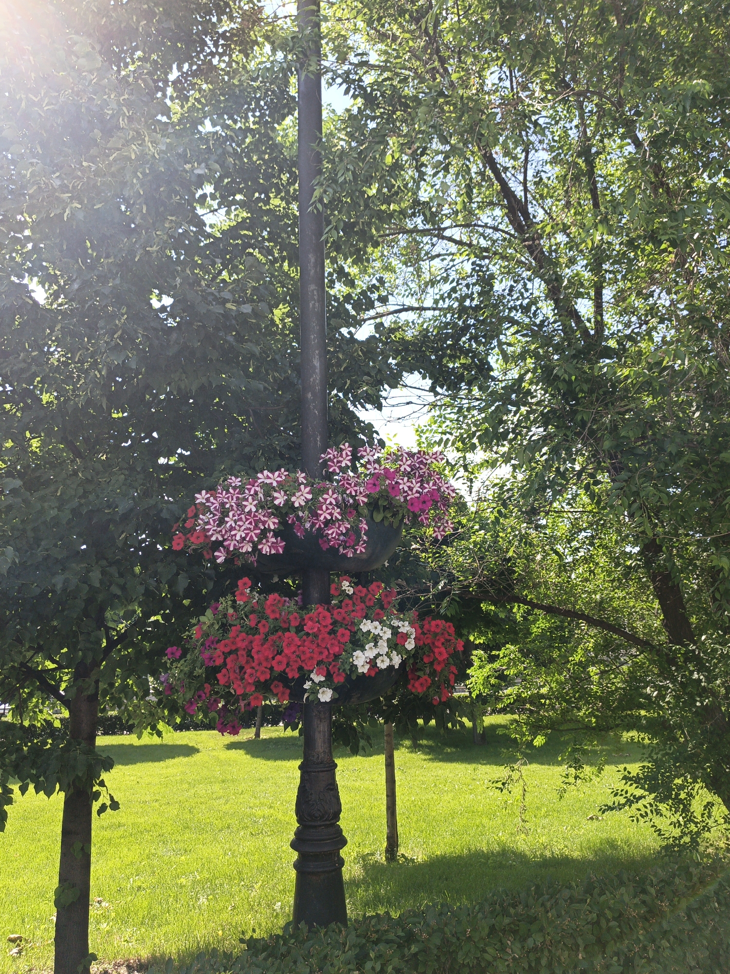 The image depicts a street lamp adorned with two hanging baskets of flowers, one above the other. The upper basket contains pink and white petunias, while the lower one holds red and white petunias. The lamp post is dark and ornate. The lamp post is located in a park-like setting with lush green grass and mature trees that cast dappled shadows. The sun is shining brightly, creating lens flare in the upper left corner of the image. The scene is set against a clear blue sky. The image was taken outdoors, likely during the daytime, and exhibits a vibrant, natural setting. This scene is suggestive of an urban park or a well-maintained public space.