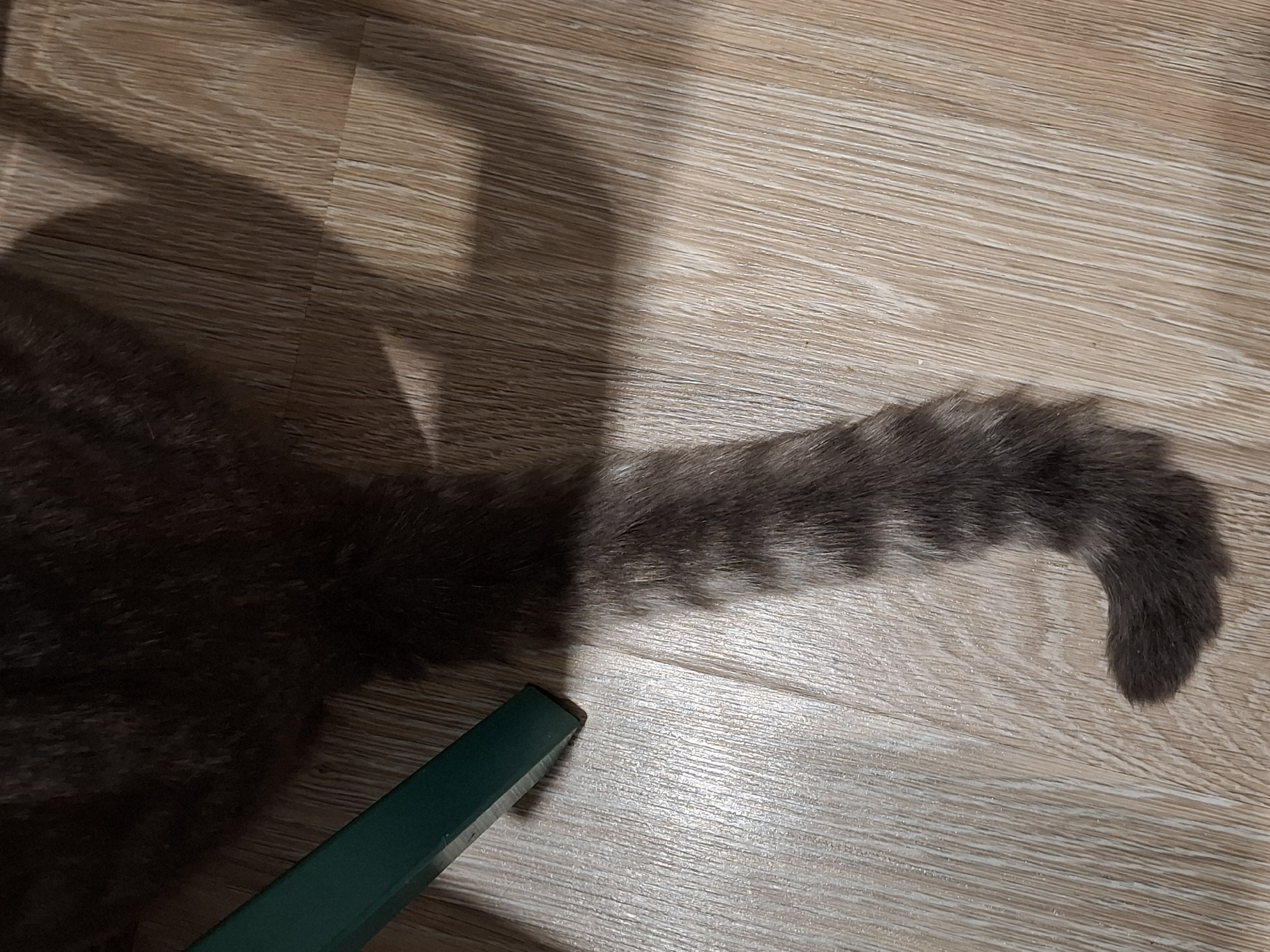 The image shows the tail of a grey tabby cat lying on a light brown wooden floor. The tail is striped with darker grey bands and tapers to a rounded tip. A dark shadow is cast on the floor to the right of the tail, suggesting the presence of furniture or a light source. A portion of a green object, possibly a chair leg, is visible in the upper left corner of the image. The scene appears to be indoors, with the floor exhibiting a wood-grain texture. The location in Zemun, Serbia, is not discernible from the visual information provided.