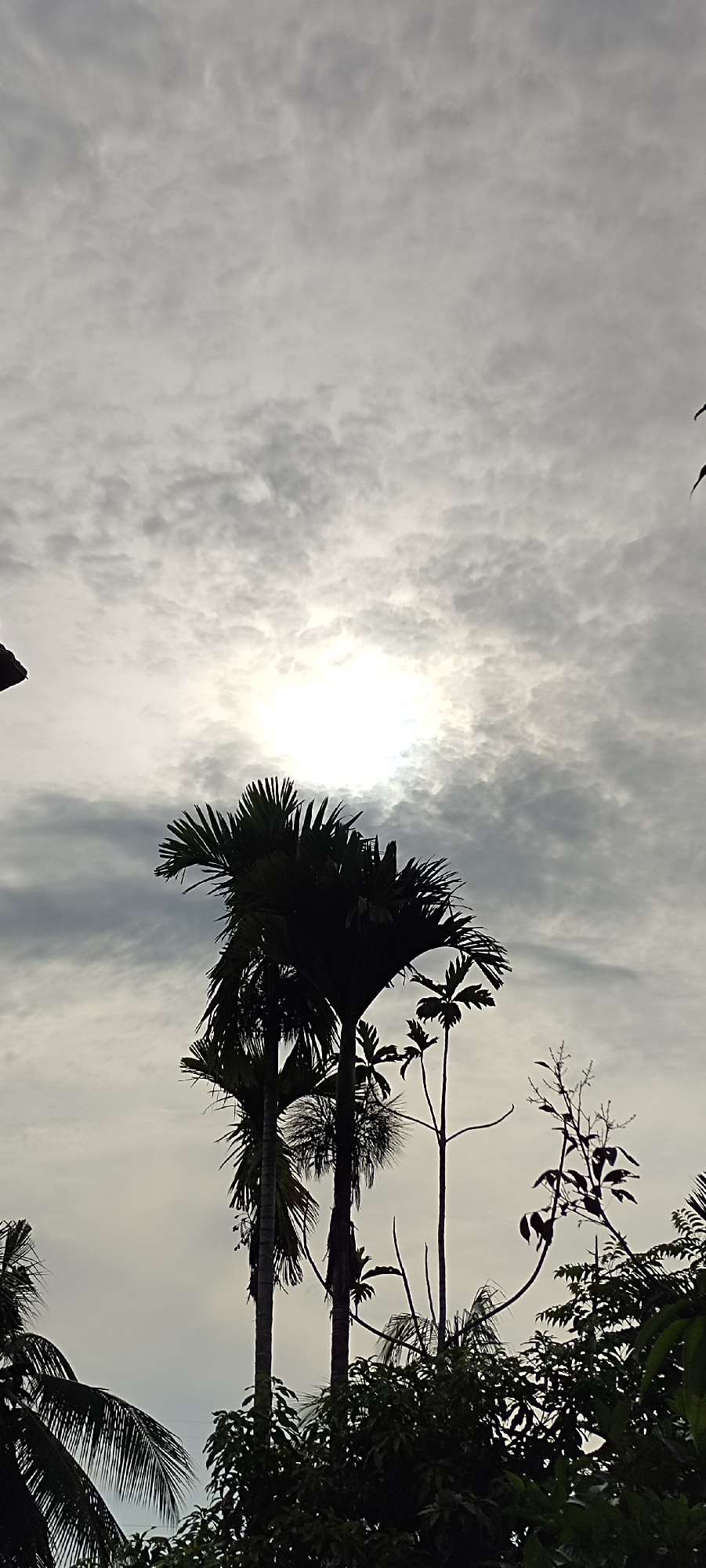 The image depicts a silhouetted view of palm trees against a cloudy sky with the sun partially obscured. The scene appears to be outdoors, likely in a tropical or subtropical region given the presence of palm trees. The overall lighting suggests it could be early morning or late afternoon, or a day with heavy cloud cover. The specific location in Lhokseumawe, Indonesia, indicates a coastal or island environment, which aligns with the vegetation shown. The composition focuses on the interplay of light and shadow with the natural elements. There are no people or explicit human activities visible in the frame.