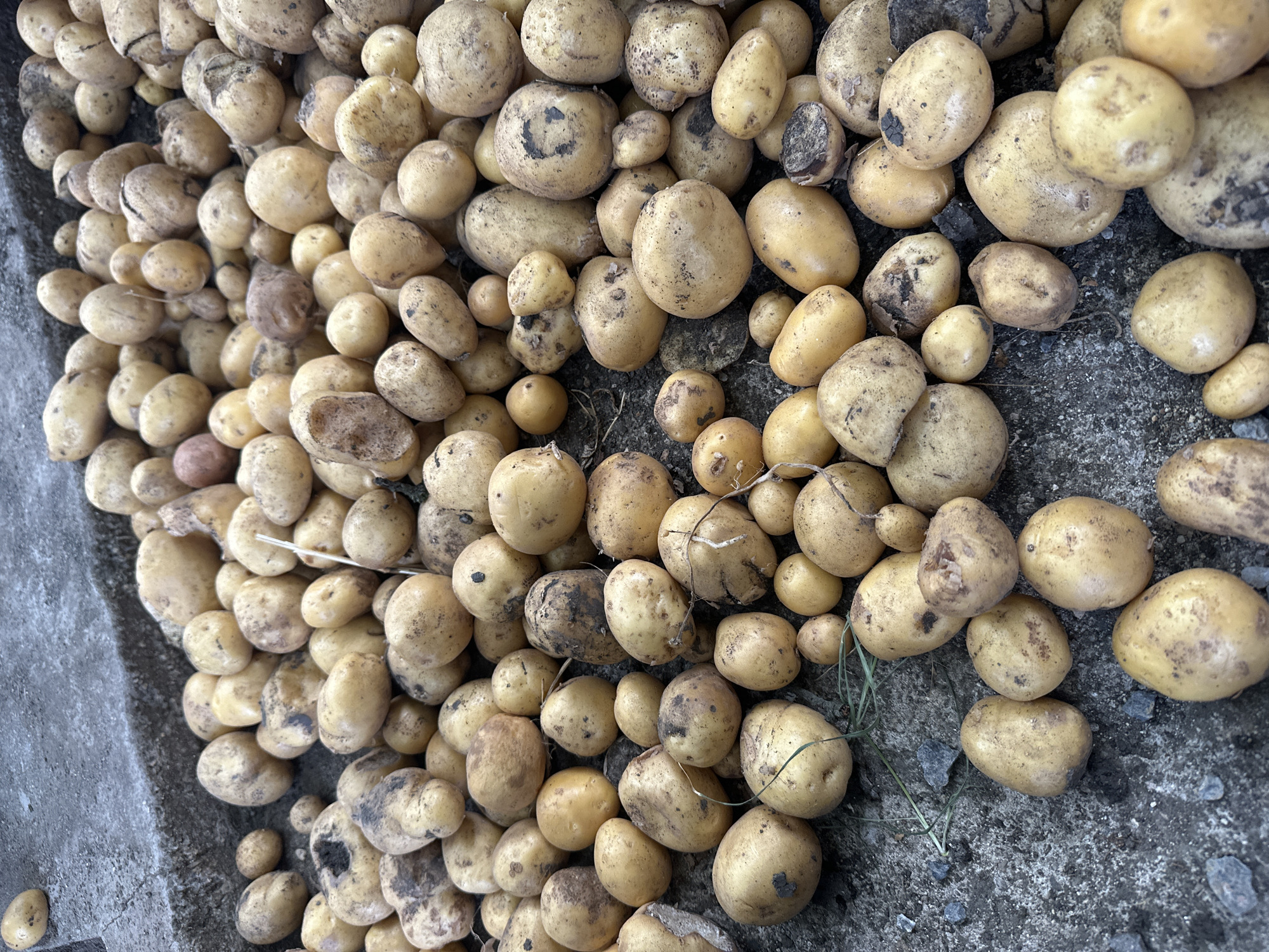 A pile of harvested potatoes lies on a concrete surface in Mlekarevo, Bulgaria. The potatoes are of varying sizes and shapes, with some showing remnants of soil. The concrete appears to be a pathway or ground surface, with a raised curb or edge visible in the upper left corner. The lighting suggests an outdoor setting, possibly during daylight hours. No people are present in the image.