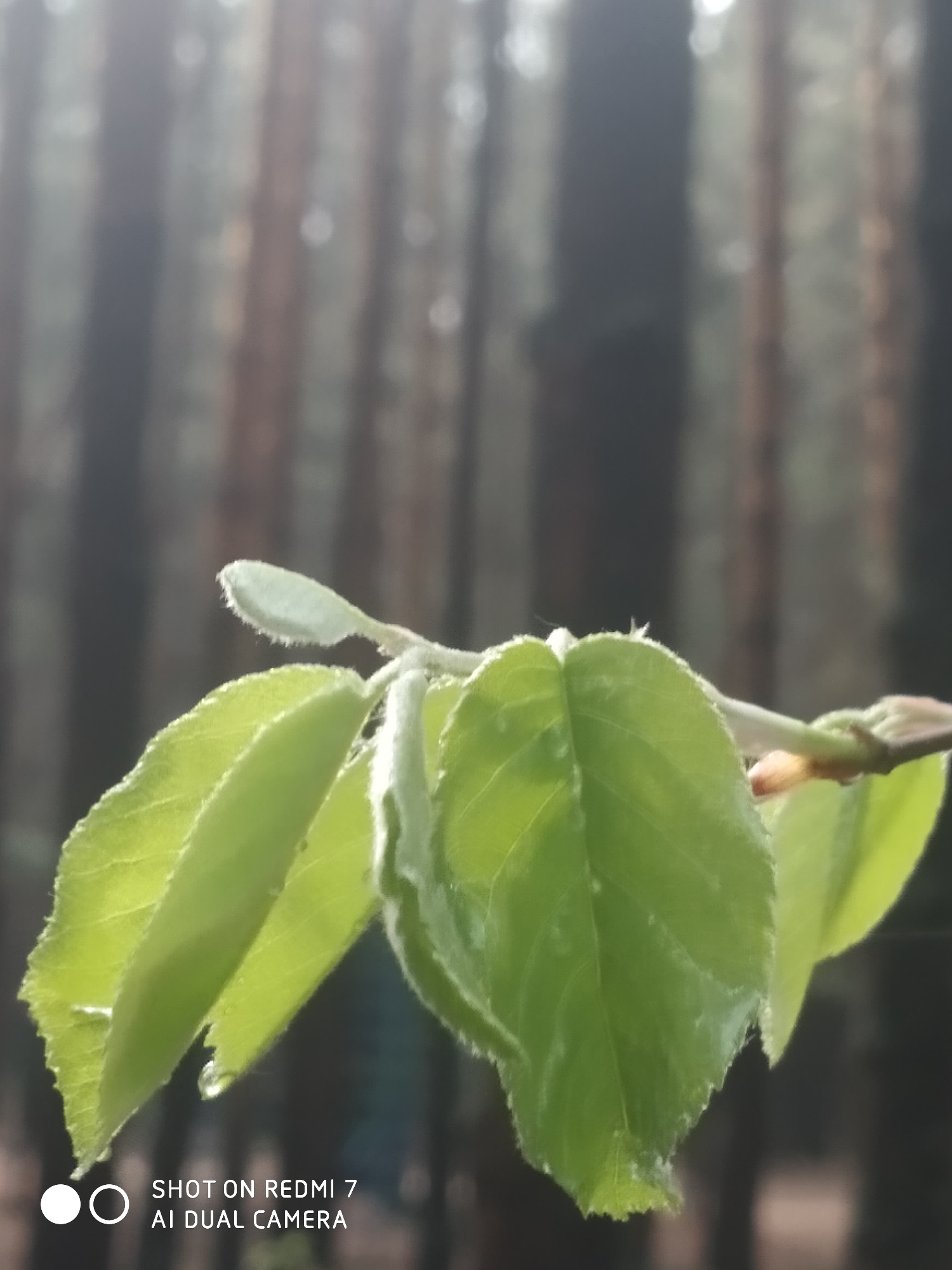 A close-up photograph shows a branch with several light-green, young leaves in the foreground, likely taken outdoors in the city of Chaikovsky, Russia. The background is blurred, revealing a dense forest with tall, dark trees. The composition focuses on the details of the leaves, highlighting their texture and color. The leaves are emerging from a branch, with visible buds indicating new growth.
