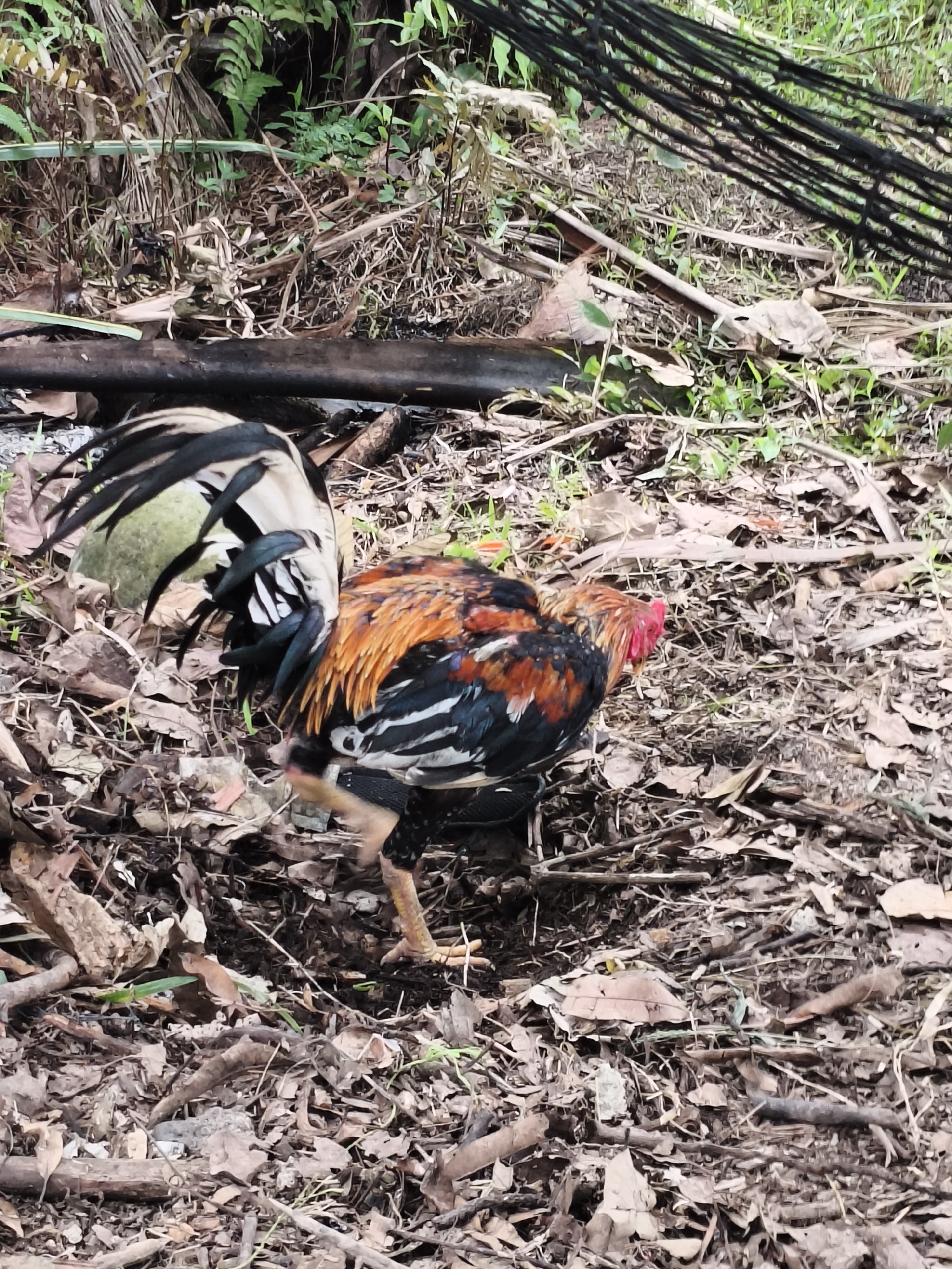 A rooster with orange, black, white, and green plumage is foraging on a ground covered with dry leaves and twigs. The rooster is positioned in the center of the frame, facing right. Its left leg is raised as it appears to be digging or pecking at the ground. In the background, there are green plants and a dark, horizontal object, possibly a piece of wood or pipe. The scene suggests a rural or natural outdoor setting, potentially in Rayeukpayaitek, Indonesia.