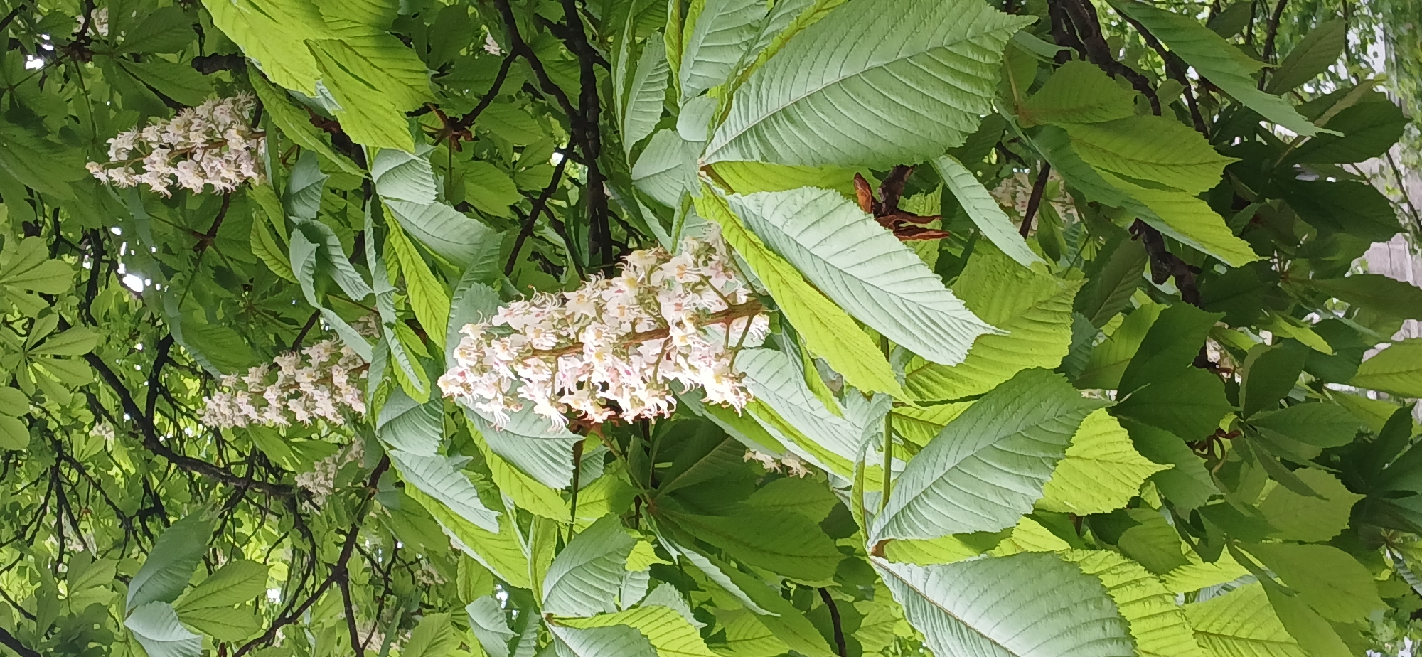 The image shows a branch of a horse chestnut tree in bloom, with its characteristic large, palmate leaves and upright clusters of white flowers. The leaves are a vibrant green, and the flowers have touches of pink and yellow. The photo was likely taken in Riga, Latvia.