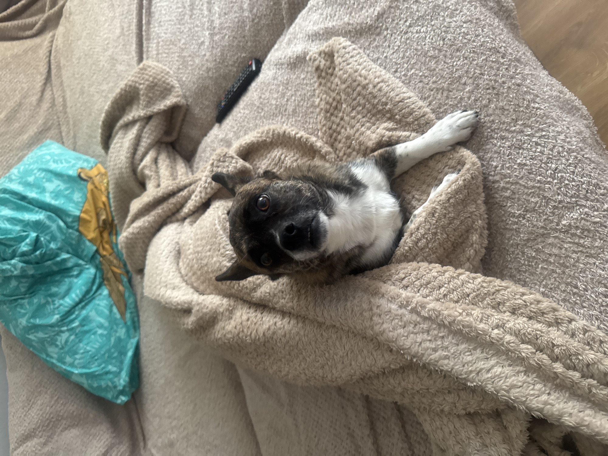 A small dog, primarily black and tan with white markings, lies nestled in a tan blanket on a couch. Only its head and one paw are visible. A black remote control rests near the dog on the couch. A teal pillow with a yellow pattern is situated on the left. The environment appears to be a home interior. The location of Moscow, Russia is not evidenced.