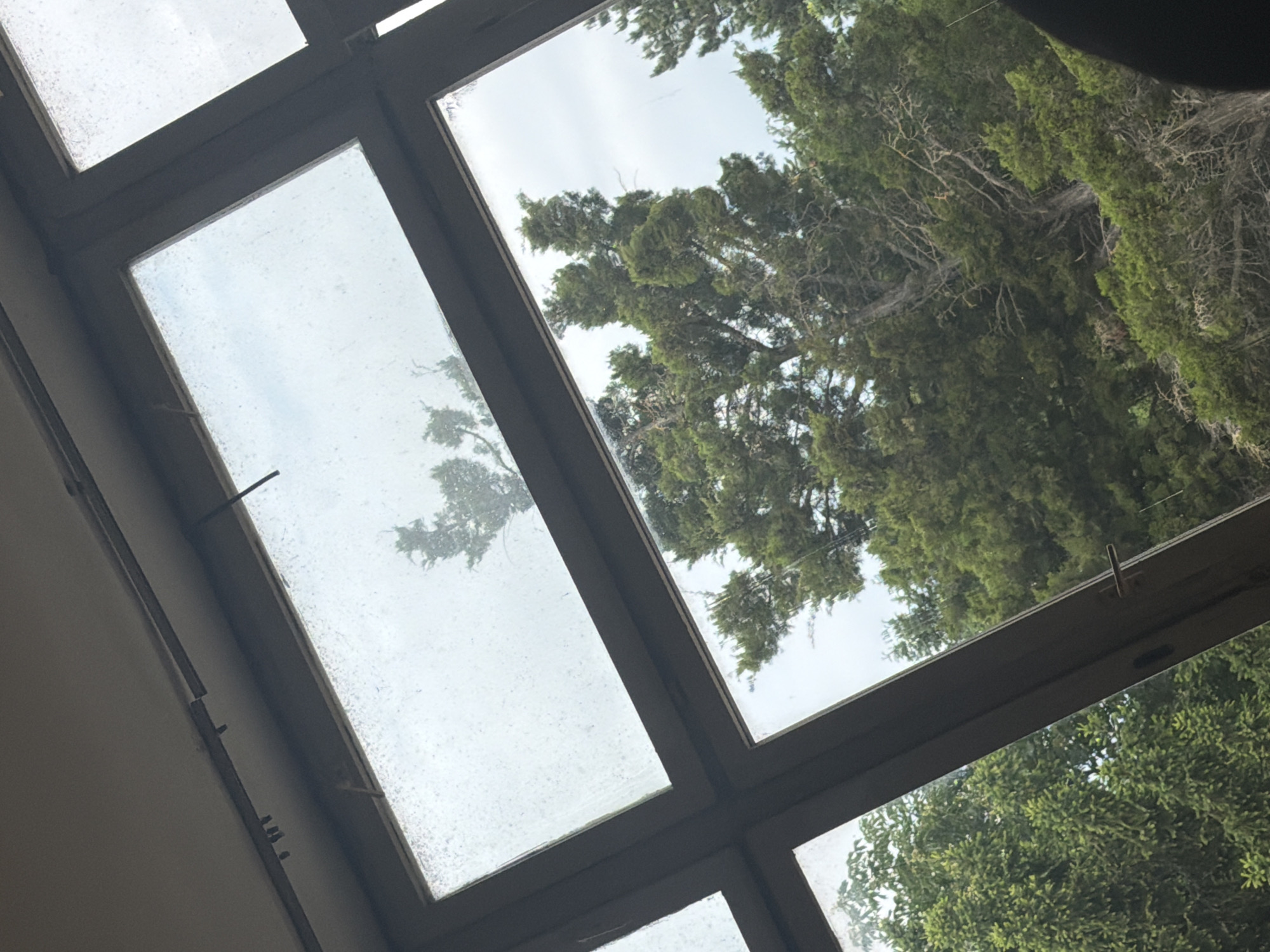 The image shows a view through a skylight window composed of multiple panes. The window frame is dark brown or black. The glass panes are slightly dirty and have water spots or condensation on them. Through the windows, dense green foliage and trees are visible, suggesting an outdoor environment. The sky is overcast and pale. The image appears to be taken from inside a building, looking upwards. The location in Dolna Mitropolia, Bulgaria is not directly evident from the visual information provided in the image.