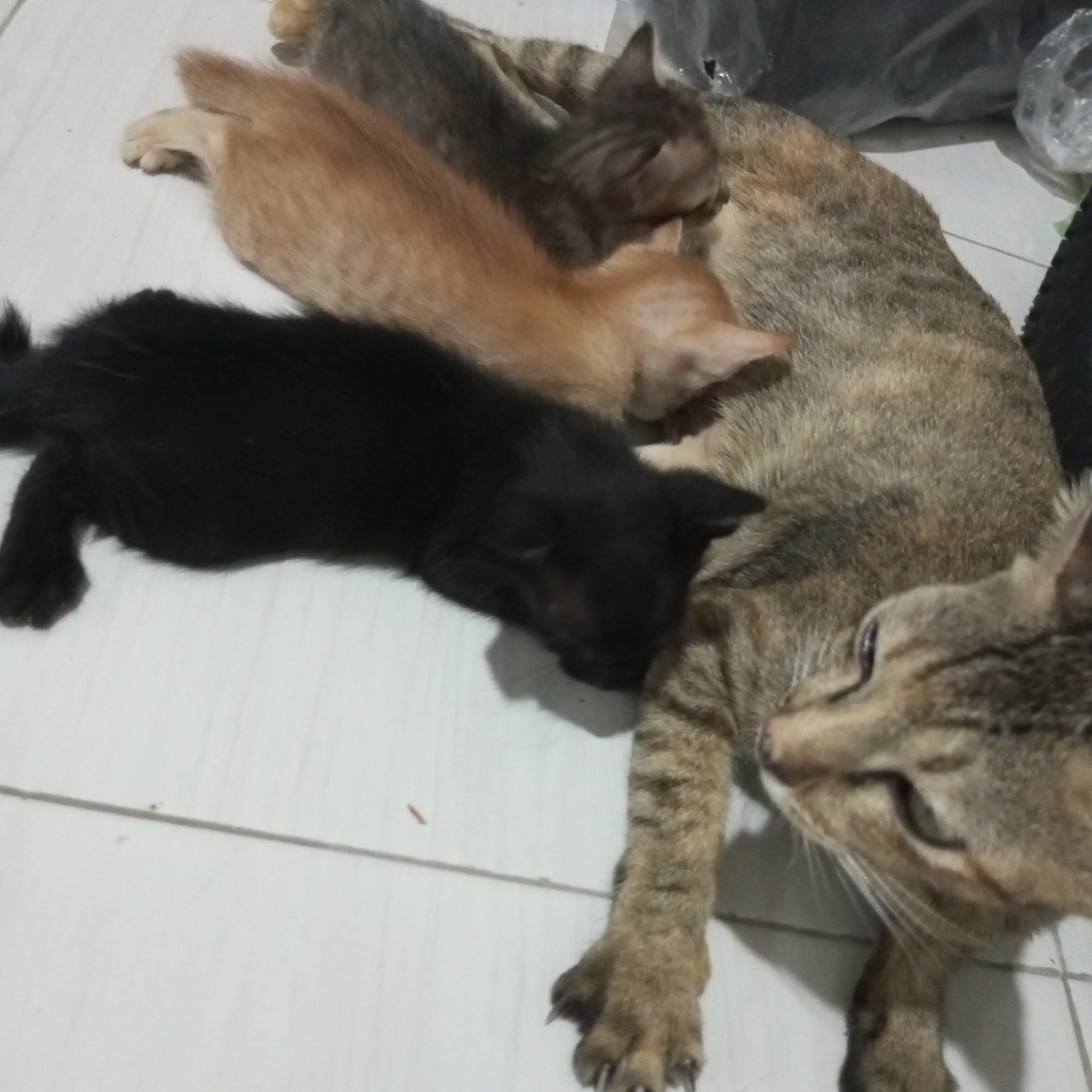 A light brown tabby cat lies on a white tiled floor. Three kittens are present: one is black, one is orange, and one is gray. The kittens are clustered around the mother cat, appearing to be nursing or sleeping. The scene is indoors. The location is Lhokseumawe, Indonesia.